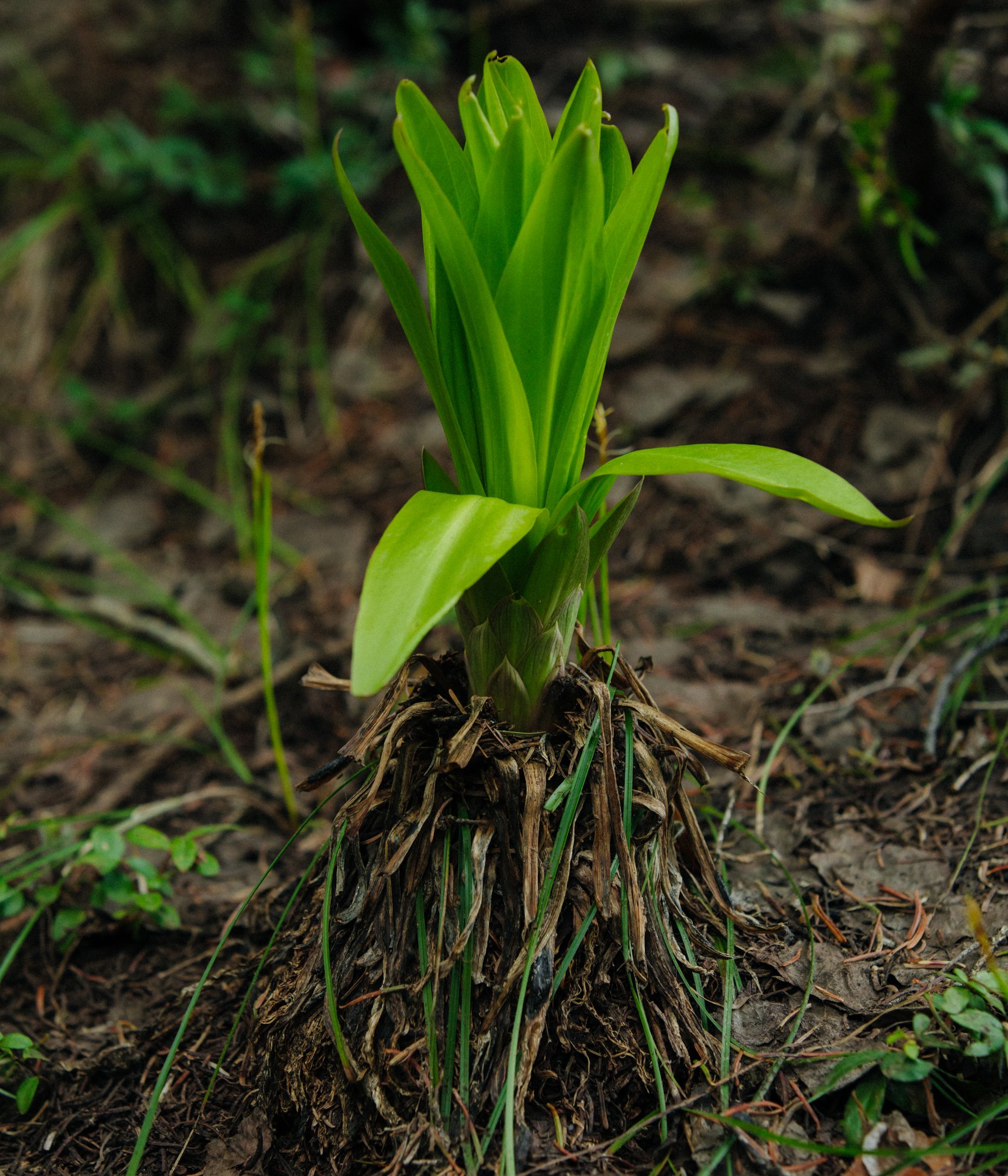 ElliotRoss-photographer_NationalGeographic_phenology_Colorado_climate-change_042.jpg