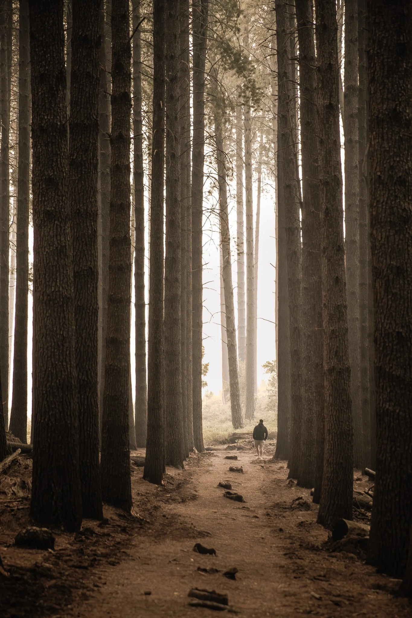Sugar Pine Walk