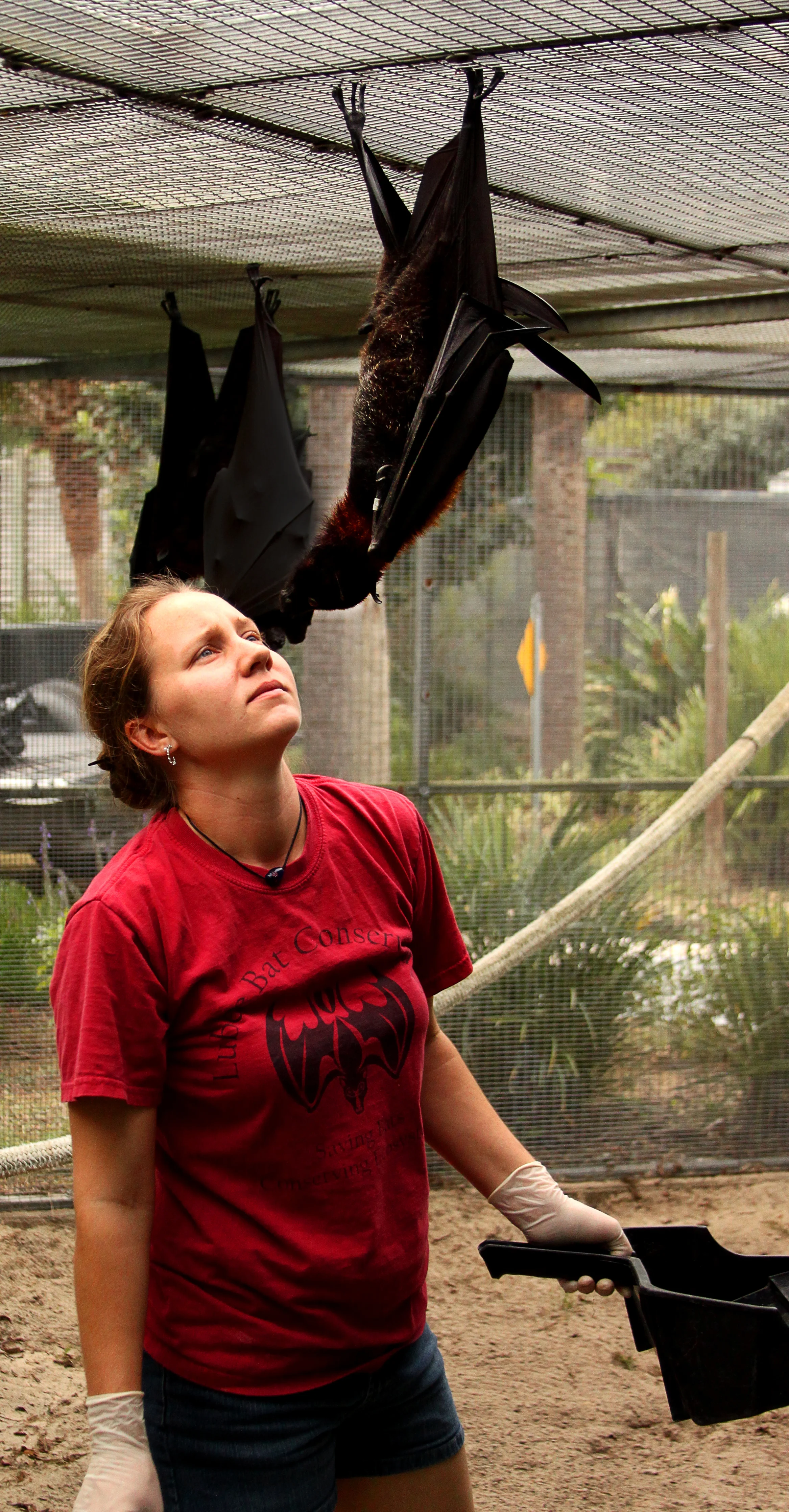 Sarah Purcell examines a bat at the Lubee Bat Conservancy for any injuries. Besides working as a Vet Tech at UF, Purcell spends her Saturday’s working as a keeper at the conservancy.