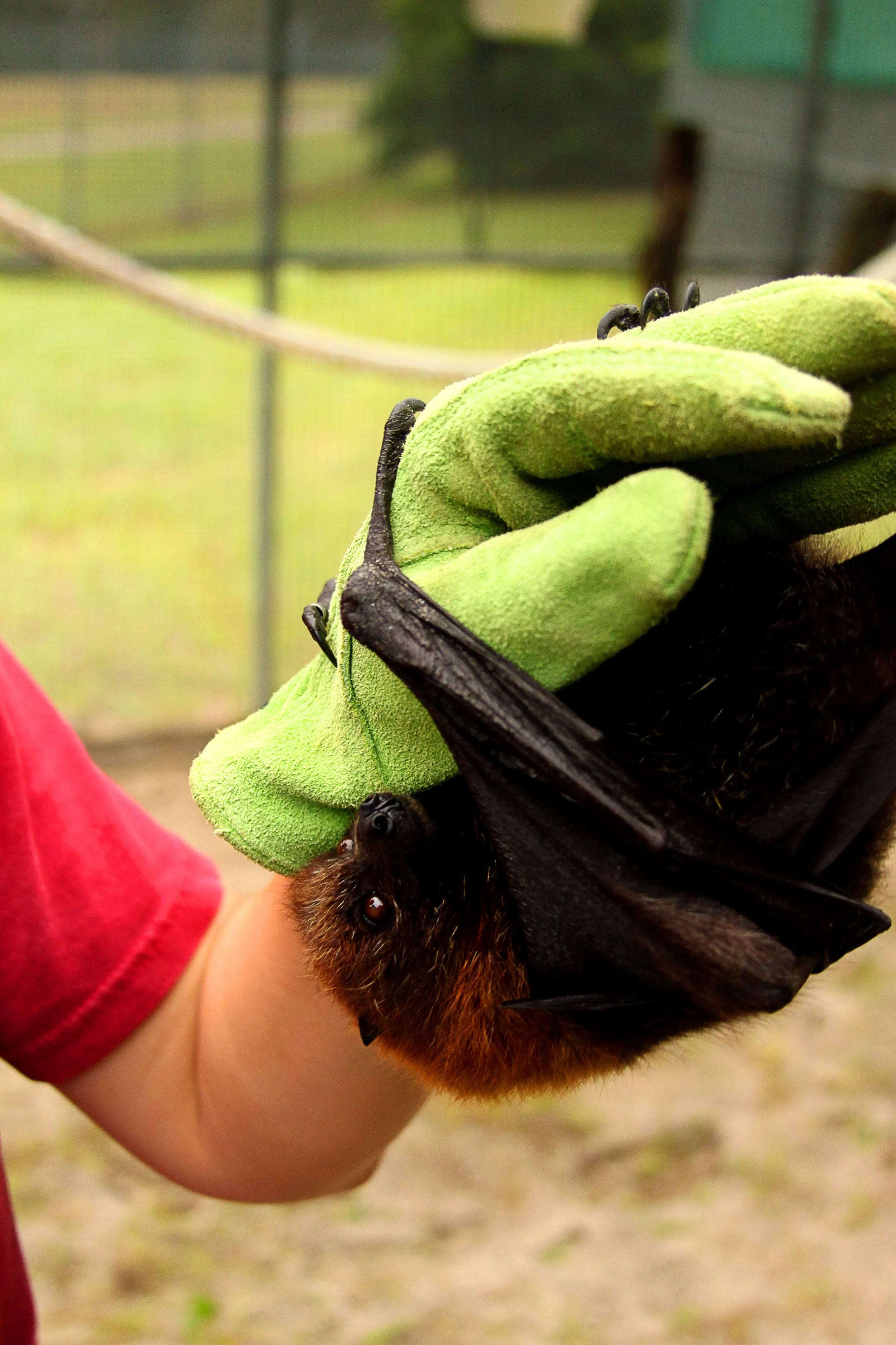 A bat at the Lubee Bat Conservancy hangs on to Sarah Purcell’s hand as she inspects the bat for any injuries. “Animals have always interested me,” she said. “I’ve always wanted to be a wildlife vet.”