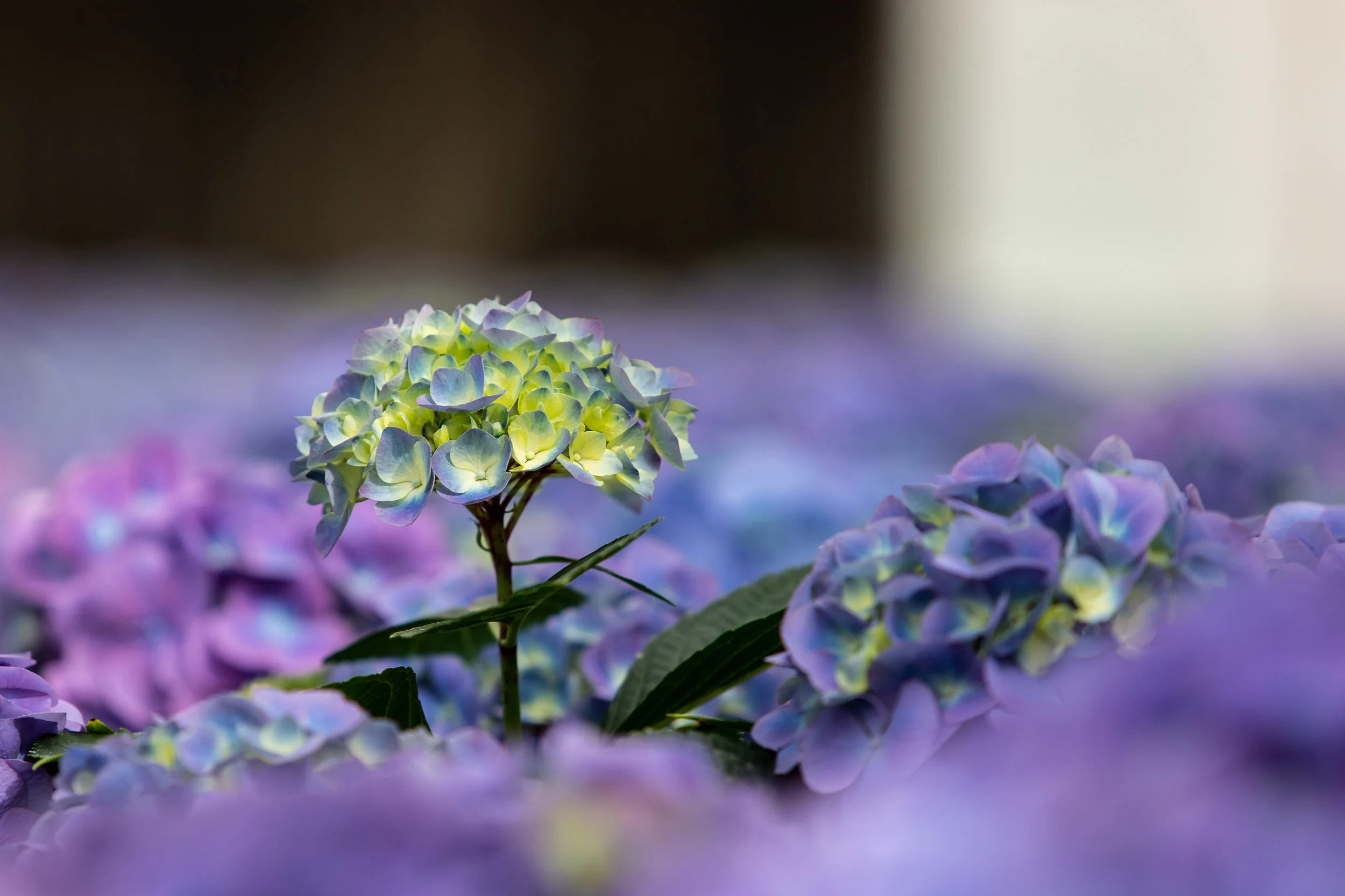 Hydrangeas at the Drew Mathieson Center’s greenhouse.