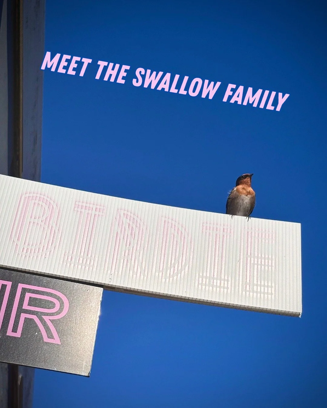 They sing us beautiful songs daily and now they have created a beautiful family (for the second time). The swallows are having babies and we look forward to all the antics of the new hatchlings. They have now become an icon of the laneway. 
#heidelbe