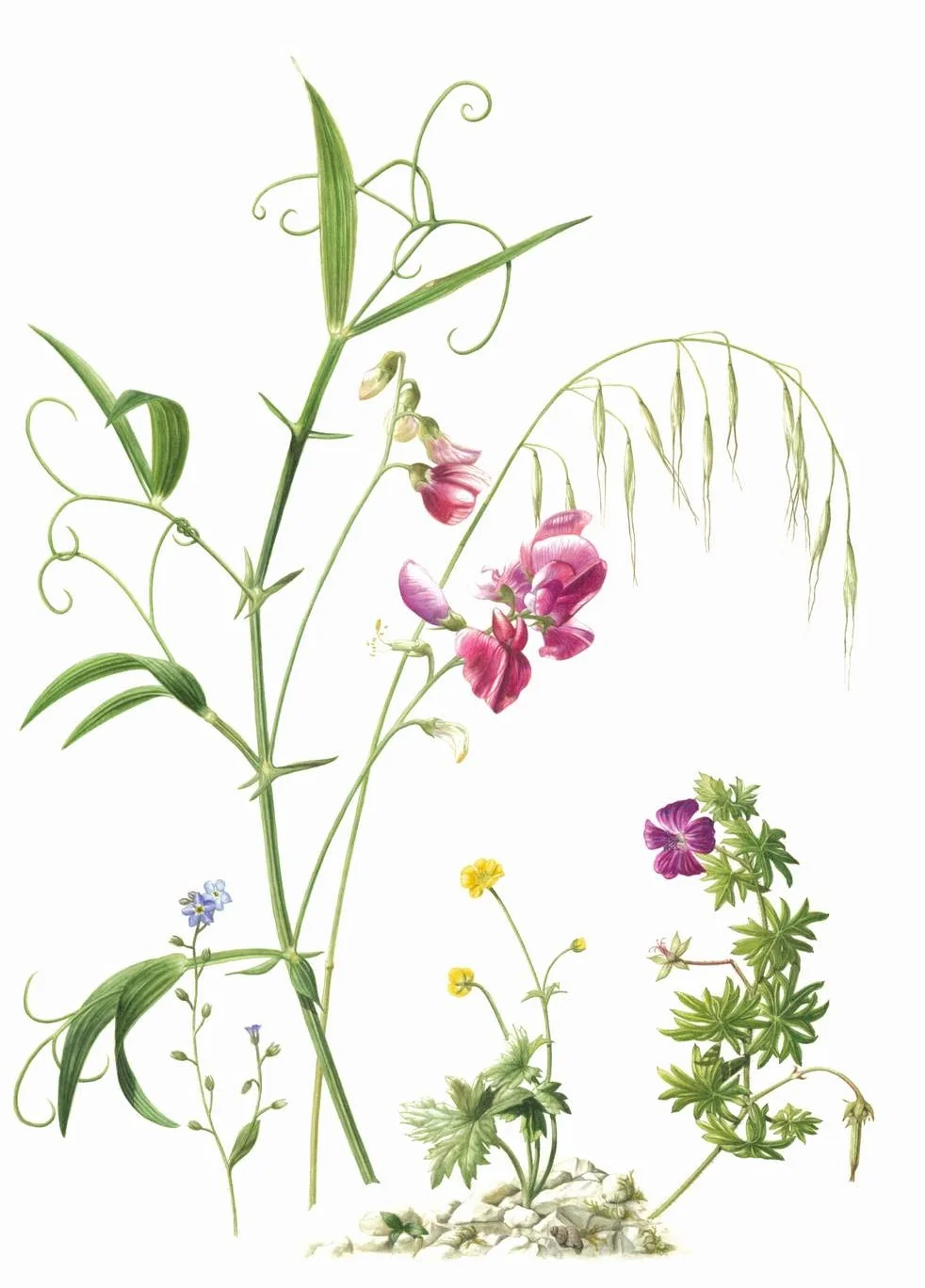 Summer French Mixed Flowers Lathyrus linifolins montanus &nbsp;- Bitter VetchBromus tectorum &nbsp;- CheatgrassGeranium sanguineum &nbsp;- Blody CranesbillRanunculus acris &nbsp;- Meadow ButtercupMyosotis arvensis &nbsp;- Field forget-me-not&nbsp;Wa…