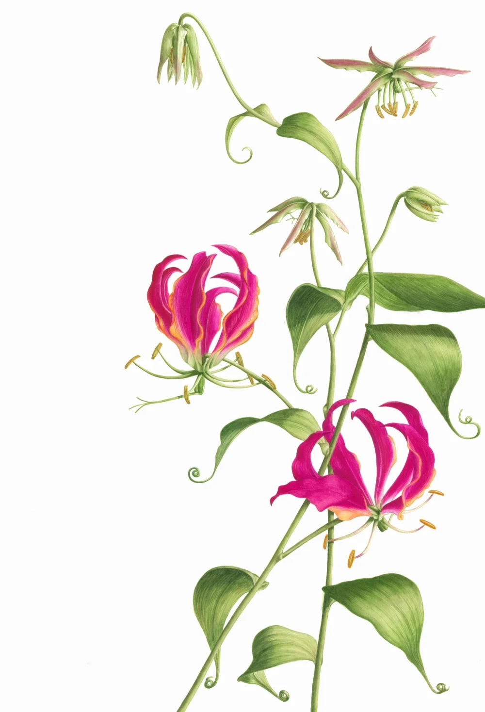Gloriosa rothschildiana &nbsp;- &nbsp;Flame Lily Watercolour11" x 16" 