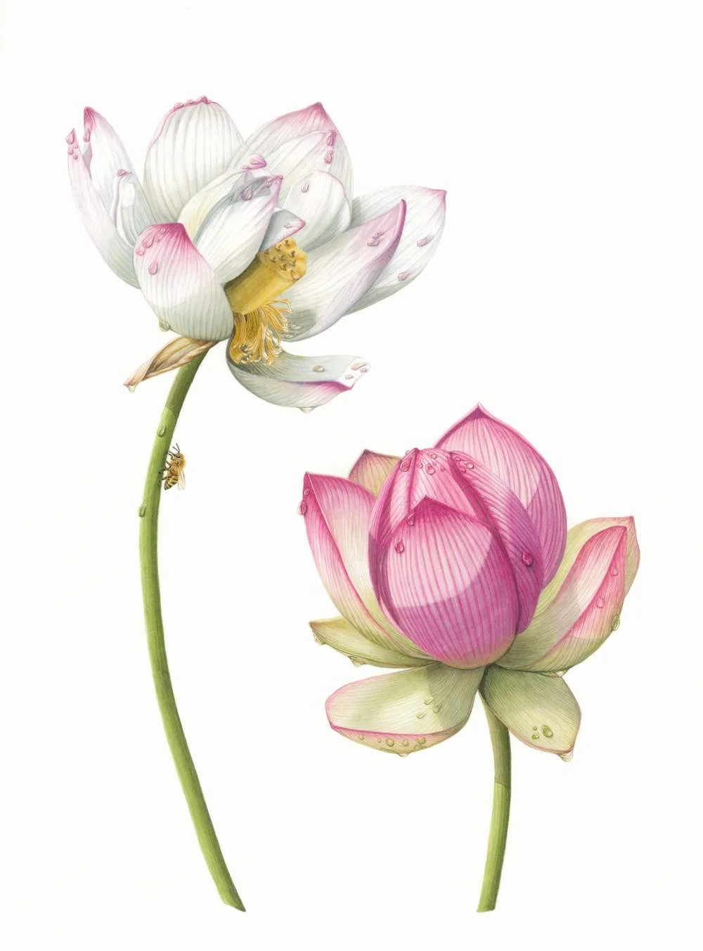 Nelumbo nucifera var. unknown. &nbsp;- Lotus Flower Apis mellifera - European Honey BeeWatercolour11" x 16"&nbsp;
