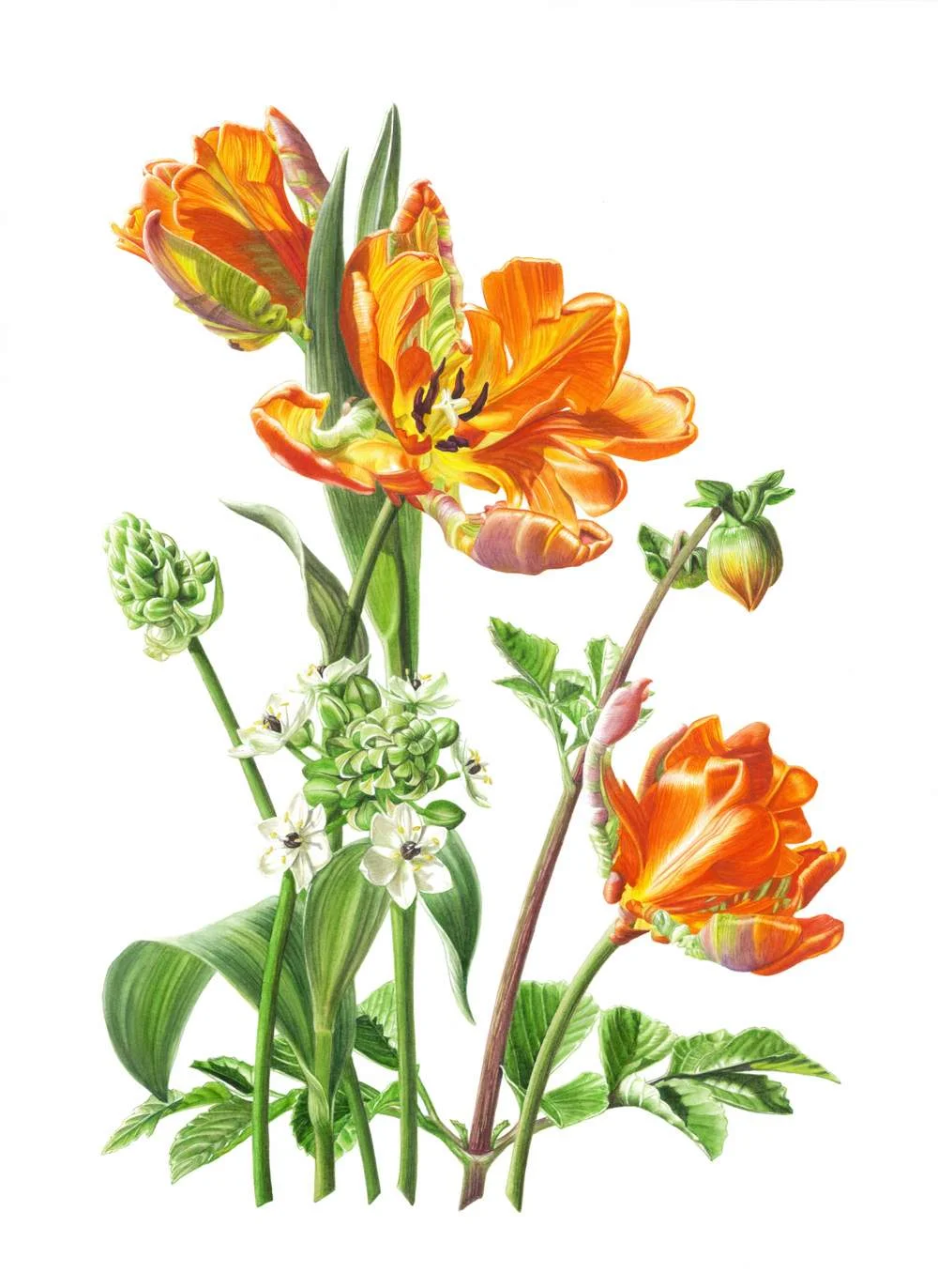 Tulipa 'Rococo' &nbsp;- Parrot Tulip Rococo Ornithogalum arabicum &nbsp;- Arabian Star FlowerDahila x hybrida var. unknown &nbsp;-Miniature Orange DahilaWatercolour11" x 16"&nbsp;