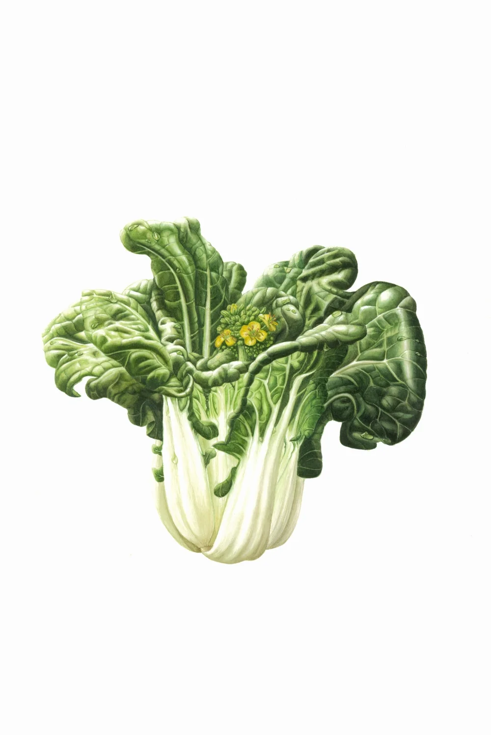 Brassica rapa var. chinensis &nbsp;-Bok Choi Watercolour11" x 16"&nbsp;