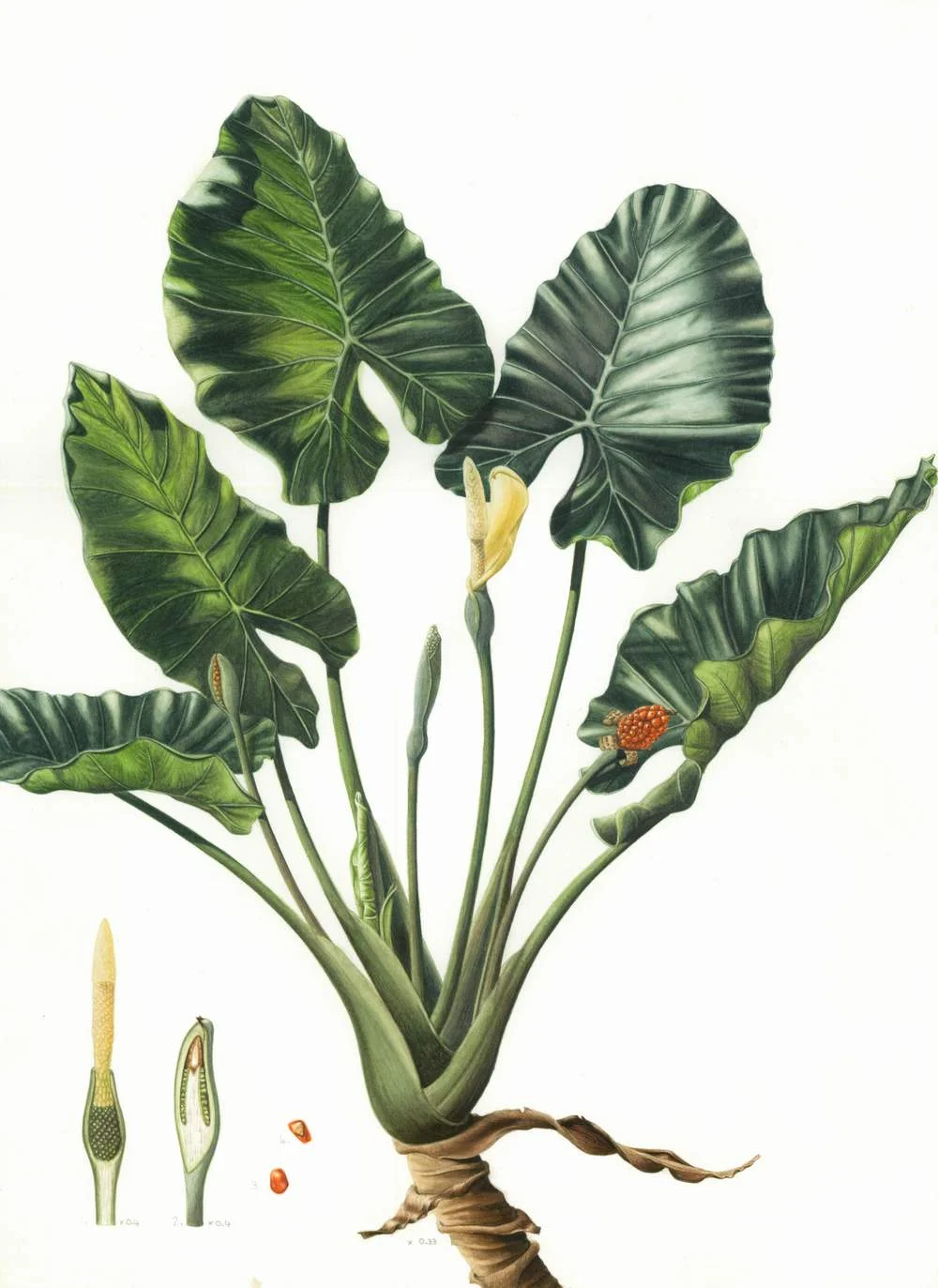 Alocasia macrorrhizos &nbsp;- Upright Elephant Ear Watercolour11" x 16"&nbsp;