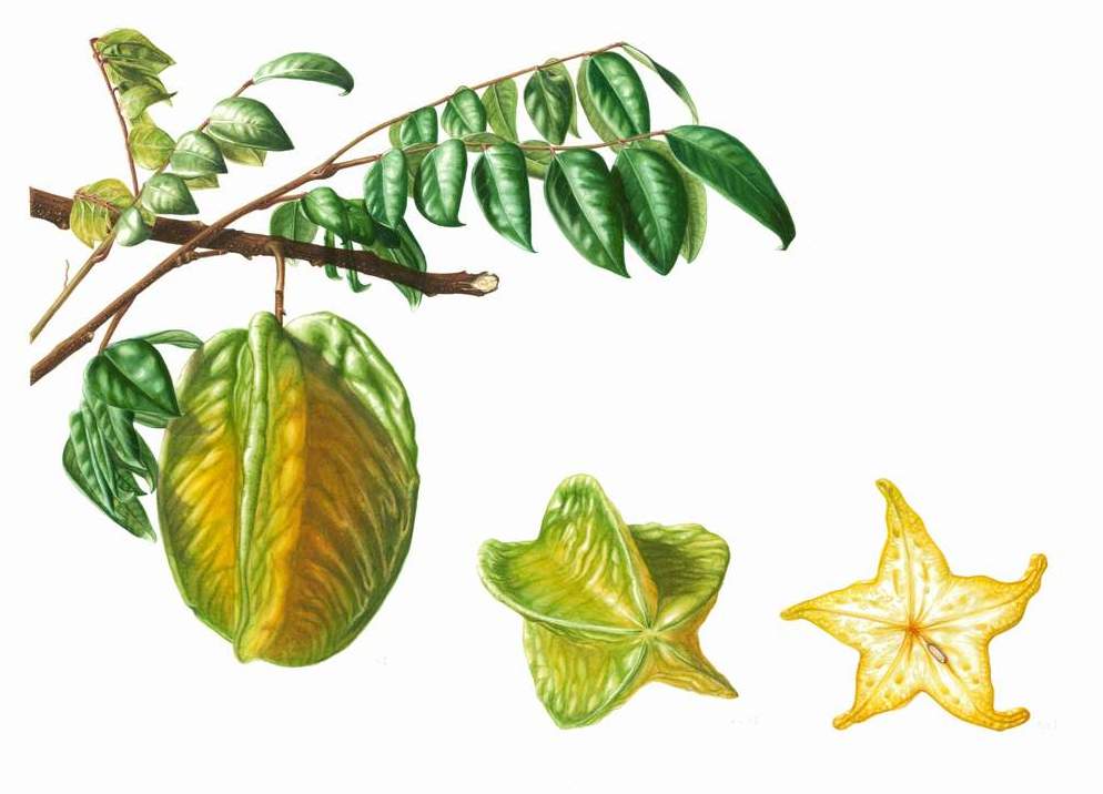 Averrhoa carambola var. unknown &nbsp;- Star Fruit&nbsp;Watercolour16" x 11"