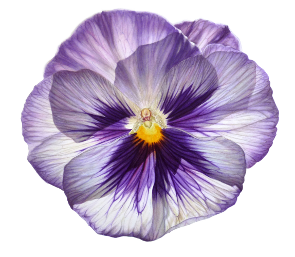 Stained Glass Pansy