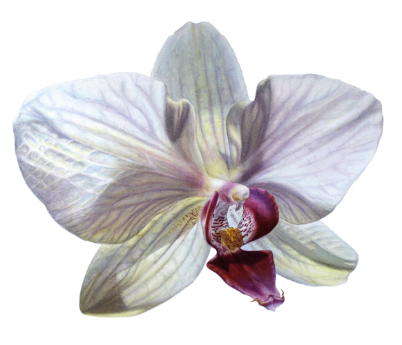 Moth Orchid