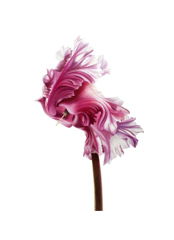 Cyclamen Flamenco