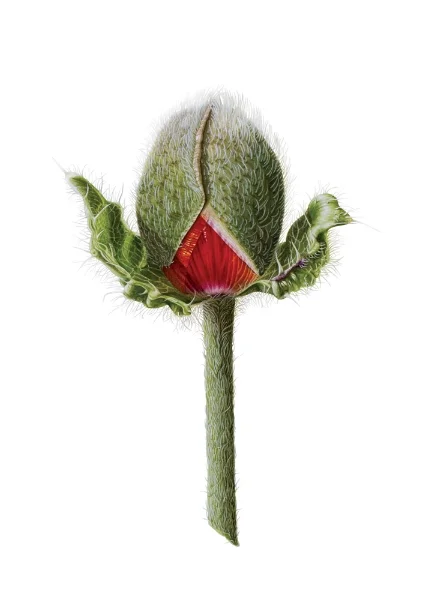 Title: A Brilliant Life - The Bud