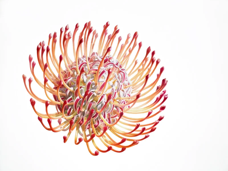 Denise Ramsay, F I R E W O R K S . Protea. Watercolor on paper, 46" x 48" - 117cm x 122cm unframed.