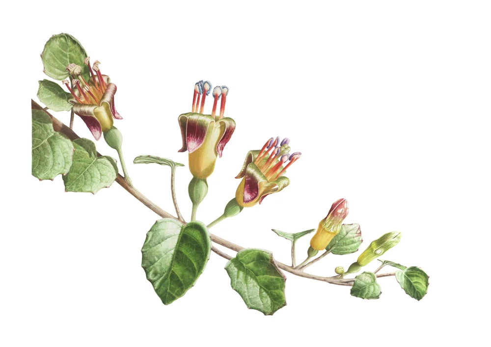 Procumbens1000px.jpg
