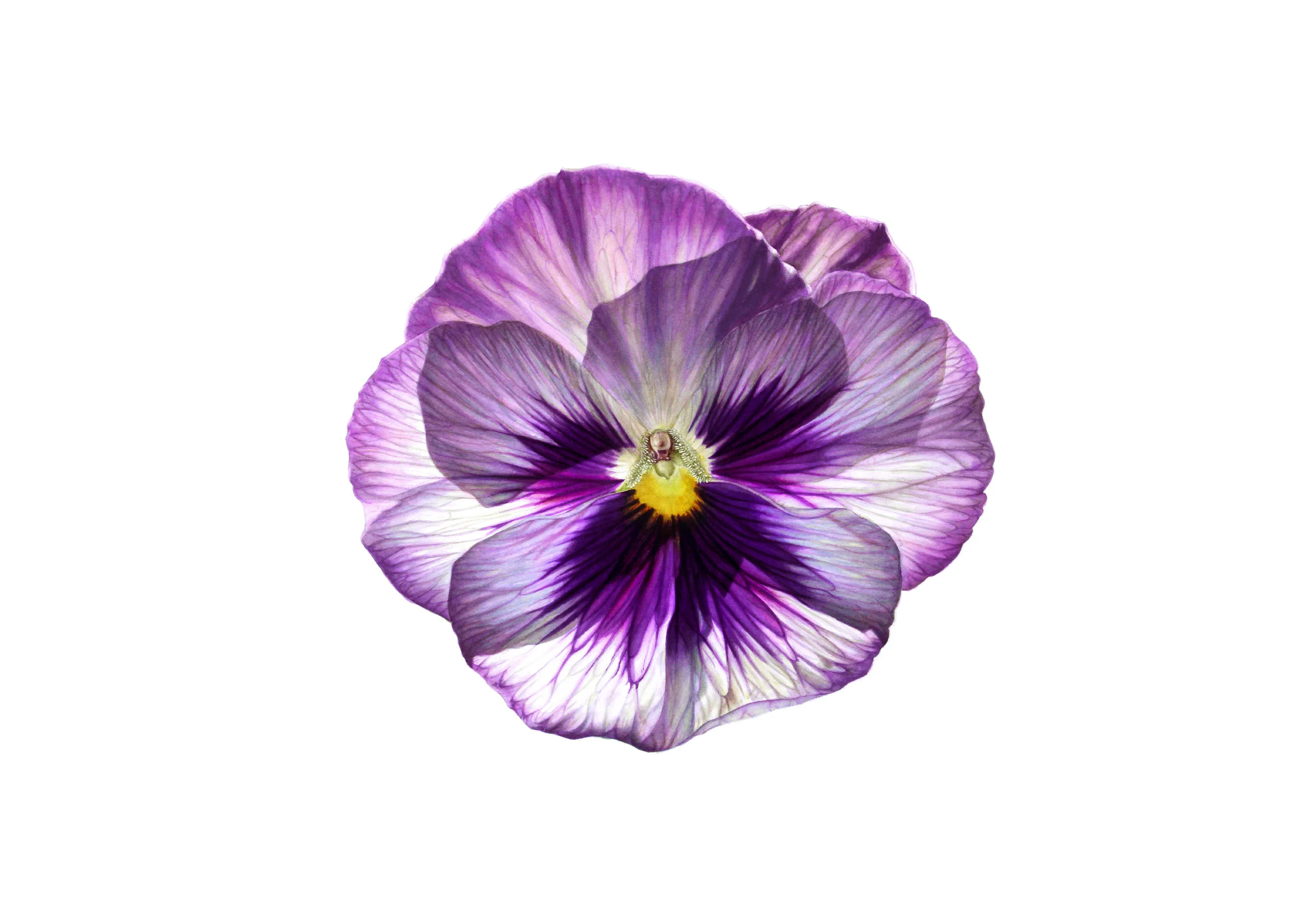 A4_GP_Fin_Pansy.jpg