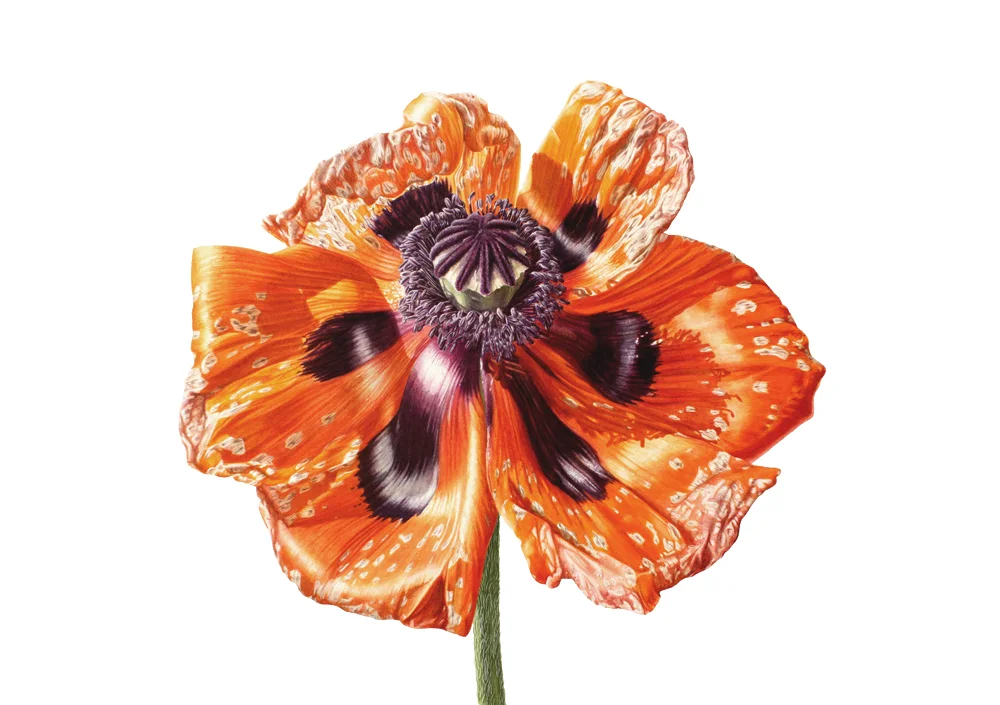 Poppy004Landscape1000px.jpg