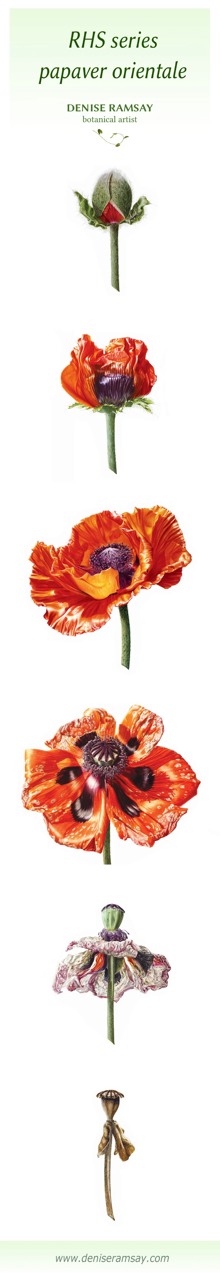 full series poppy vertical.jpg