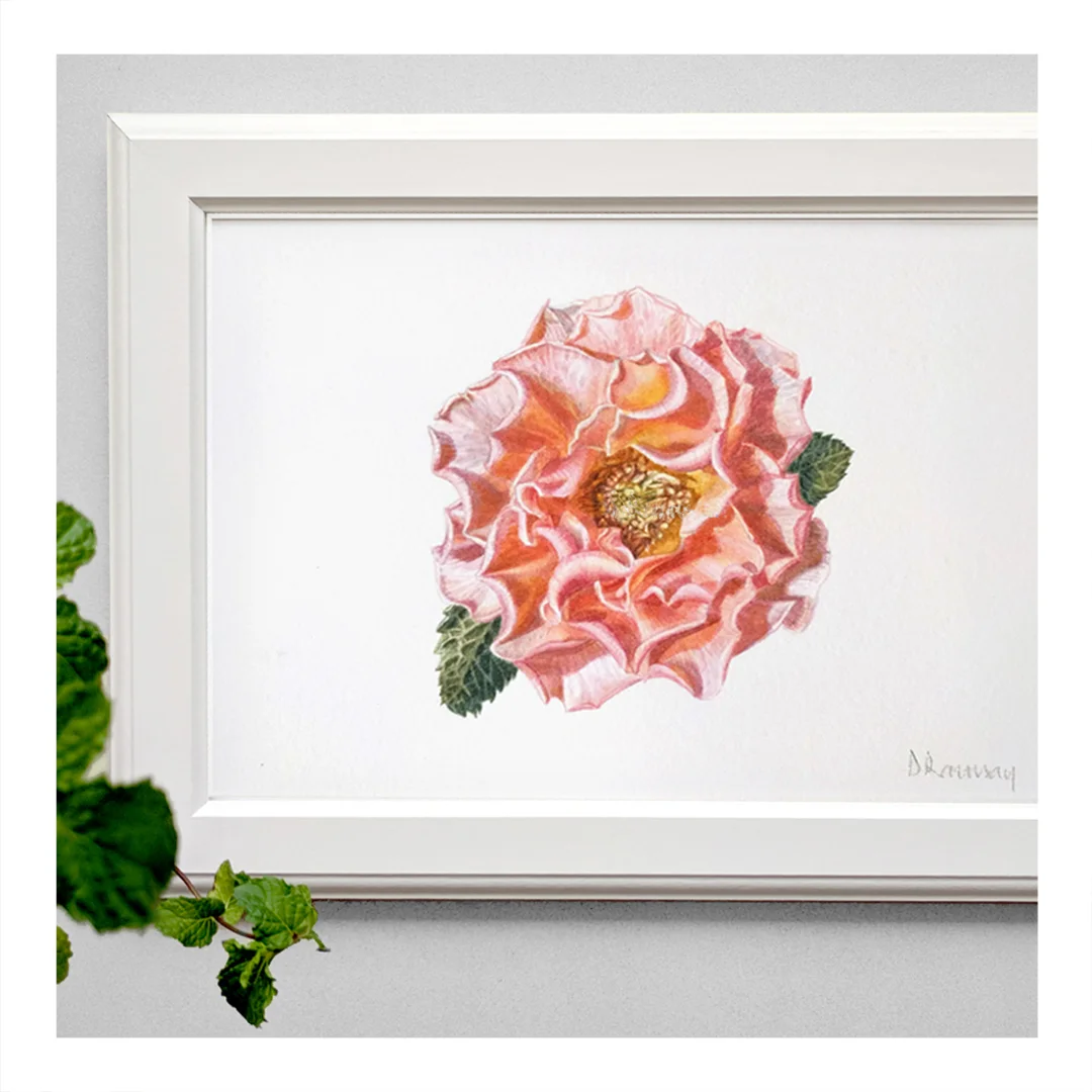Peach Rose_framed.jpg