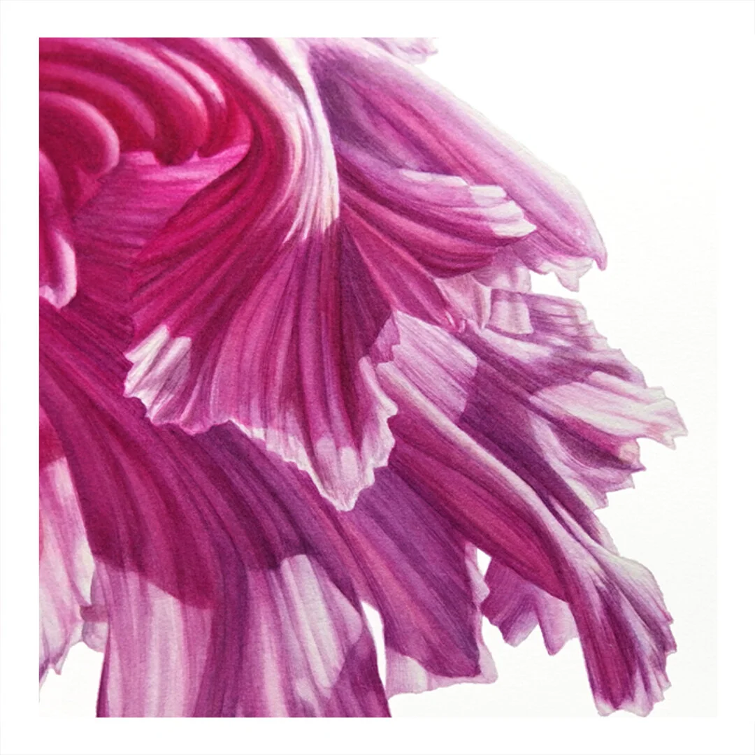 cyclamen_closeup02.jpg