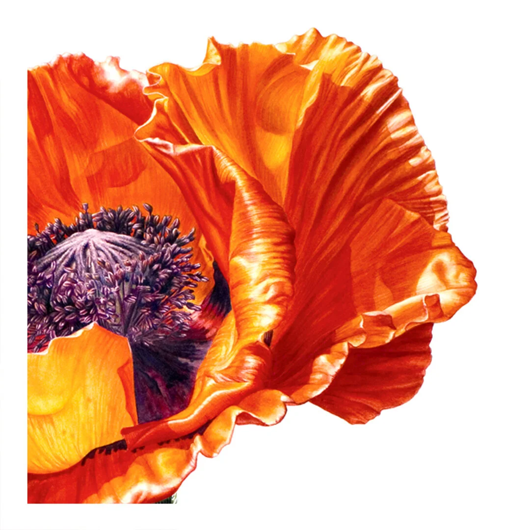 poppy03_closeup01.jpg