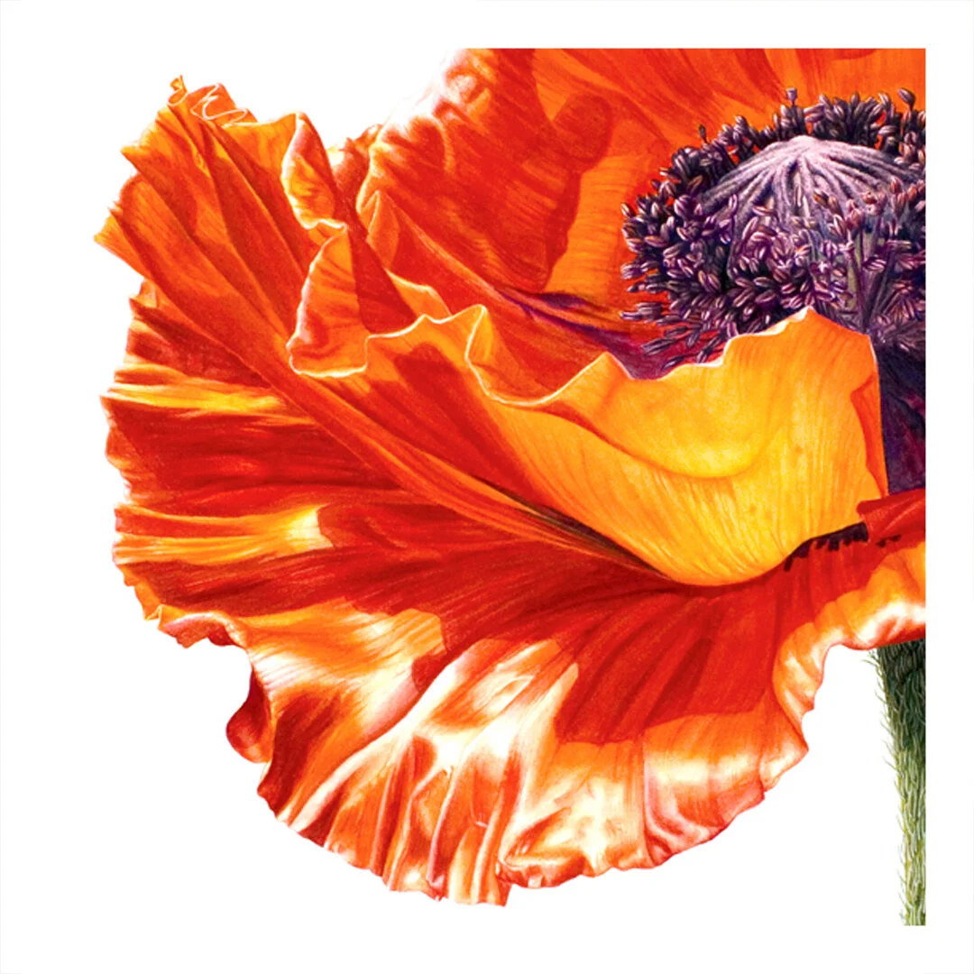poppy03_closeup02.jpg