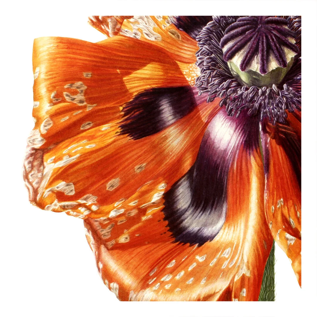 poppy04_closeup01.jpg