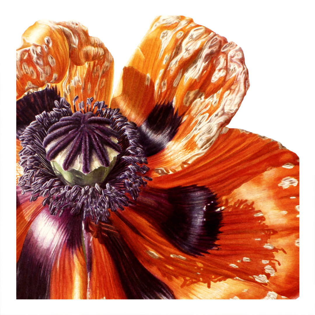 poppy04_closeup02.jpg