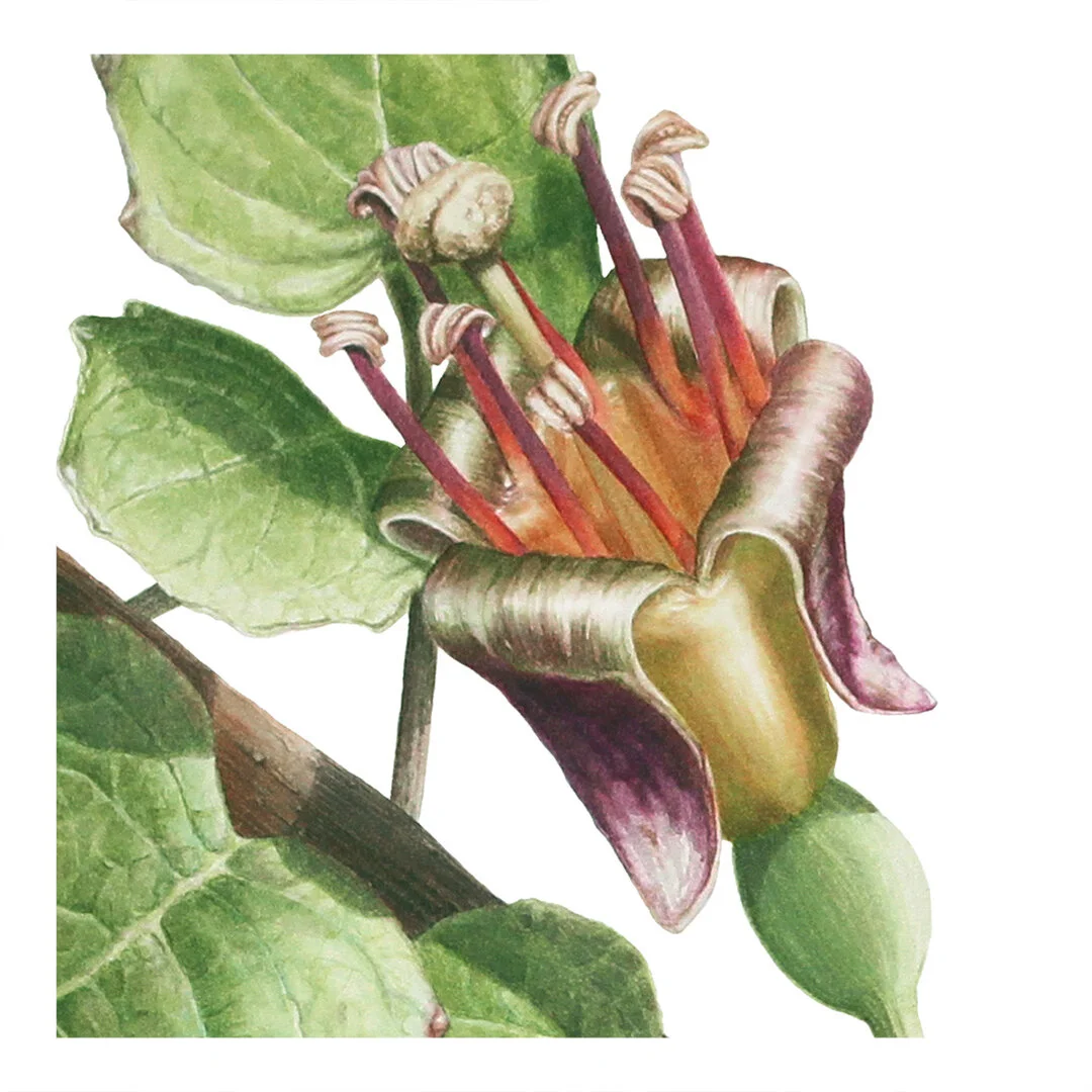 Fuchsia02_closeup01.jpg