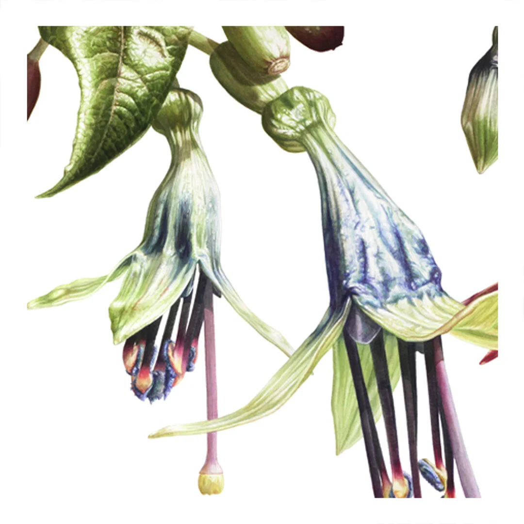 Fuchsia01_closeup01.jpg