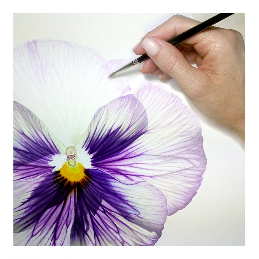Pansy_closeup01.jpg