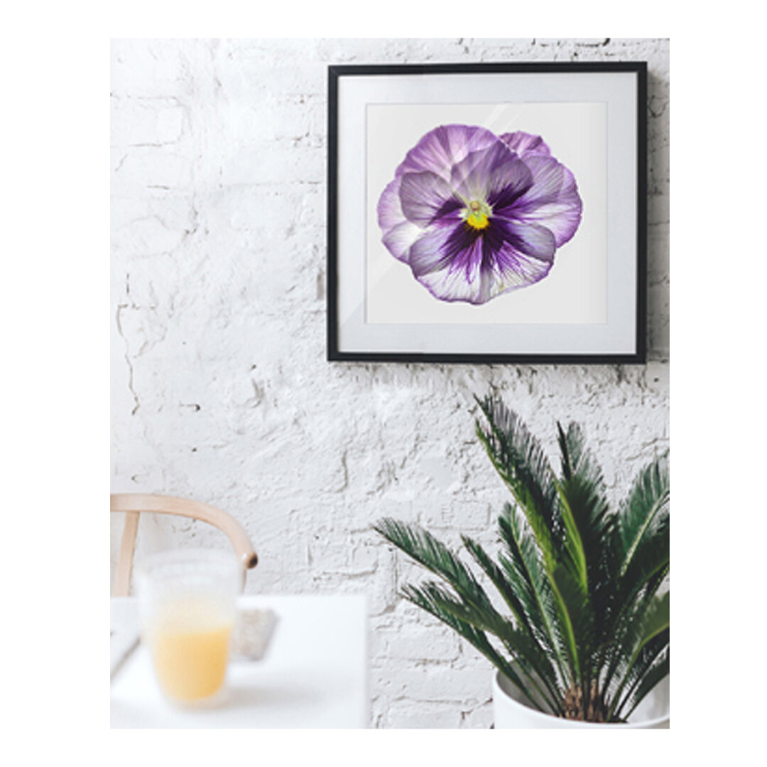 Pansy_interior01.jpg