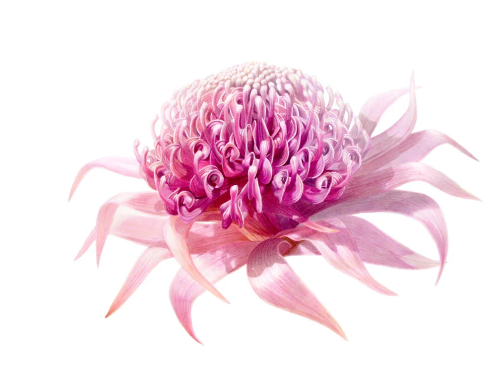 Waratah_Corona2020_1000px_crpt.jpg
