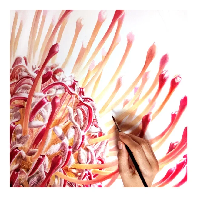 Protea001.jpg