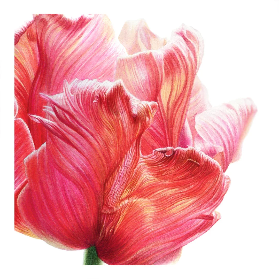 Tulip-sophie008.jpg