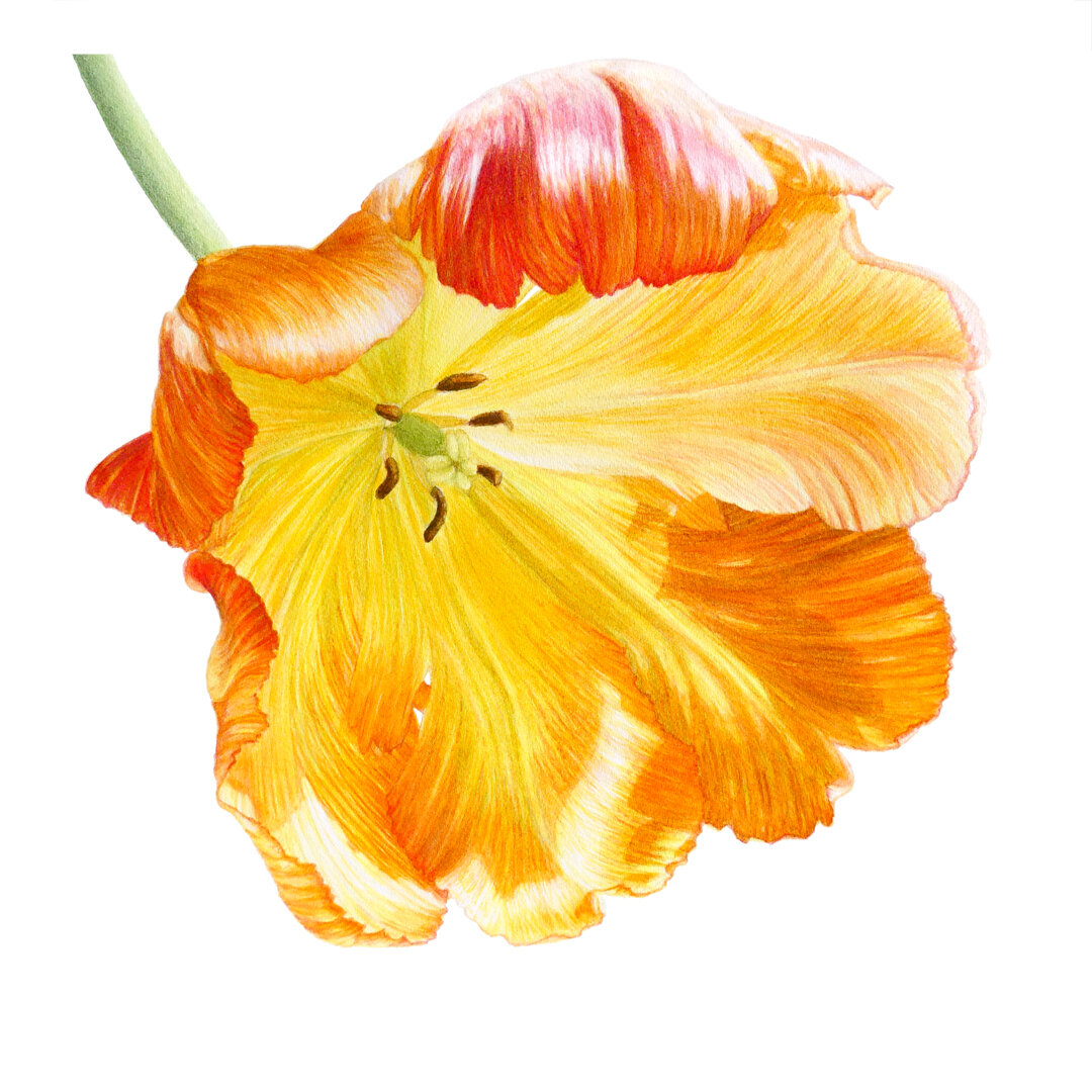 yellow-tulip-01.jpg