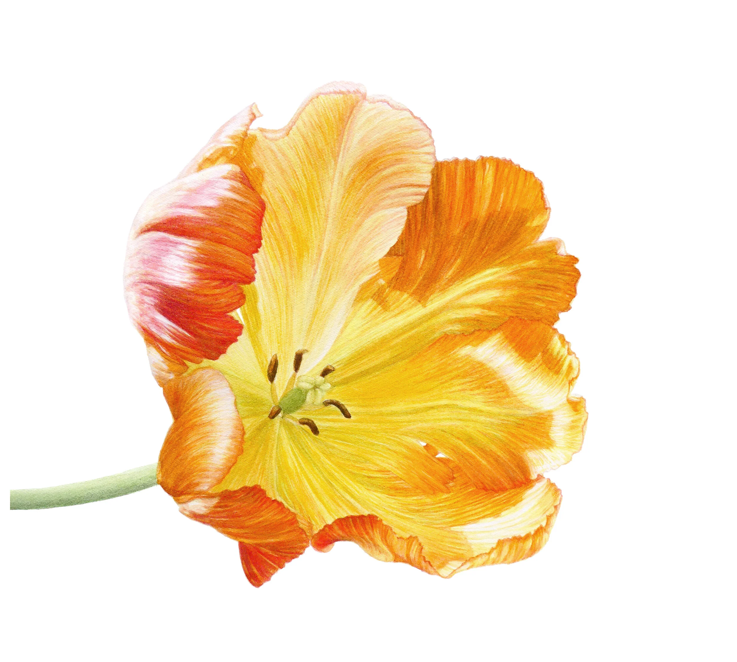 YellowTulip01.jpg