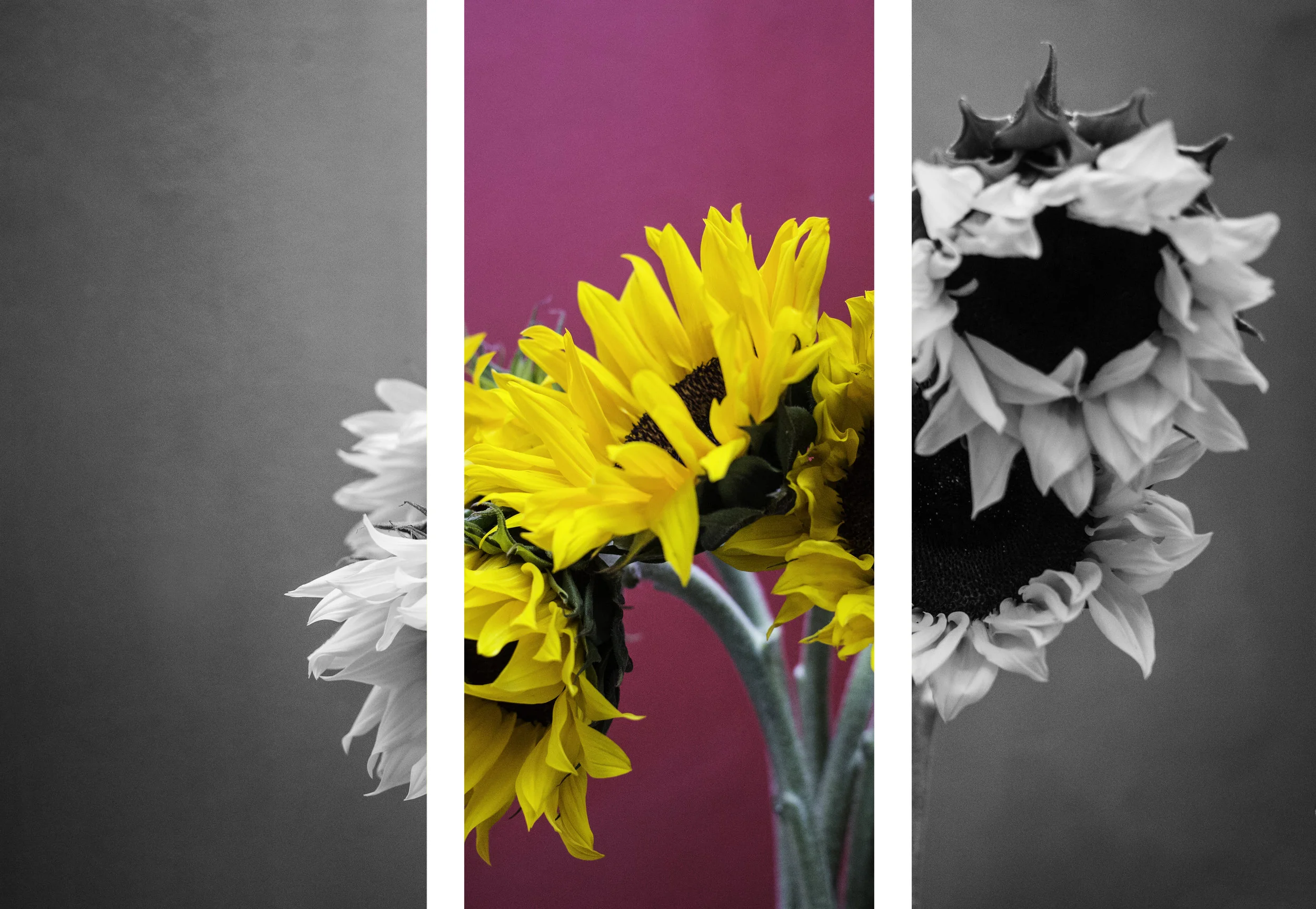 Sunflower Triptych.jpg