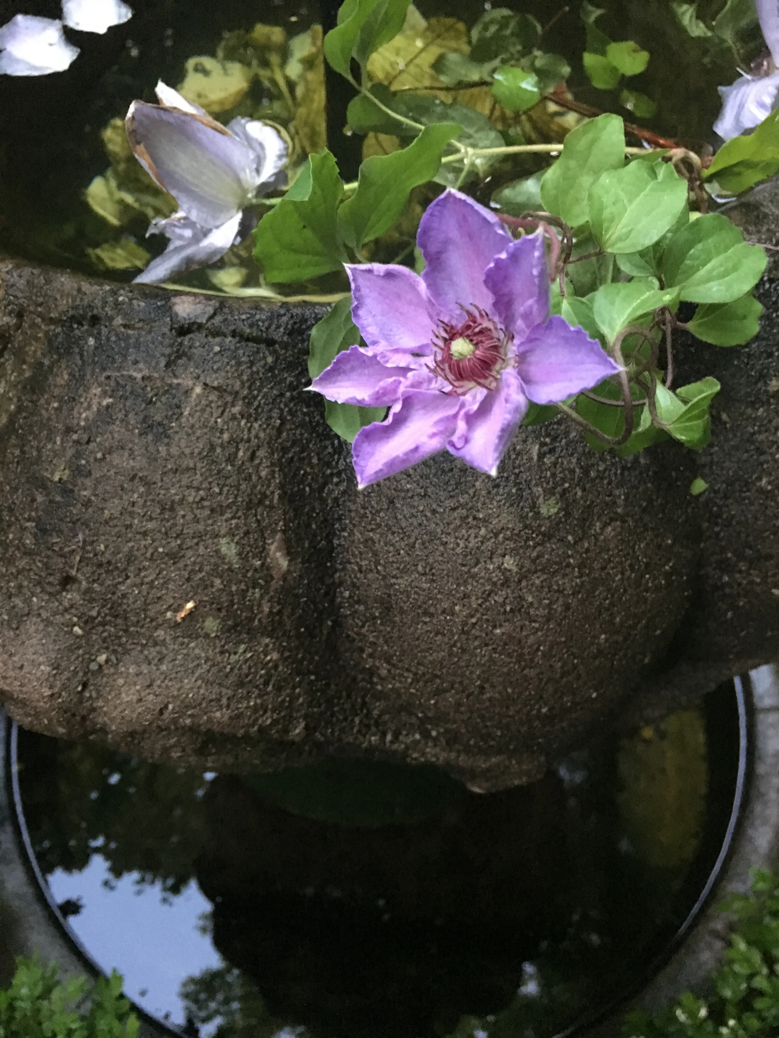 Garden delight - close up of the fountain.