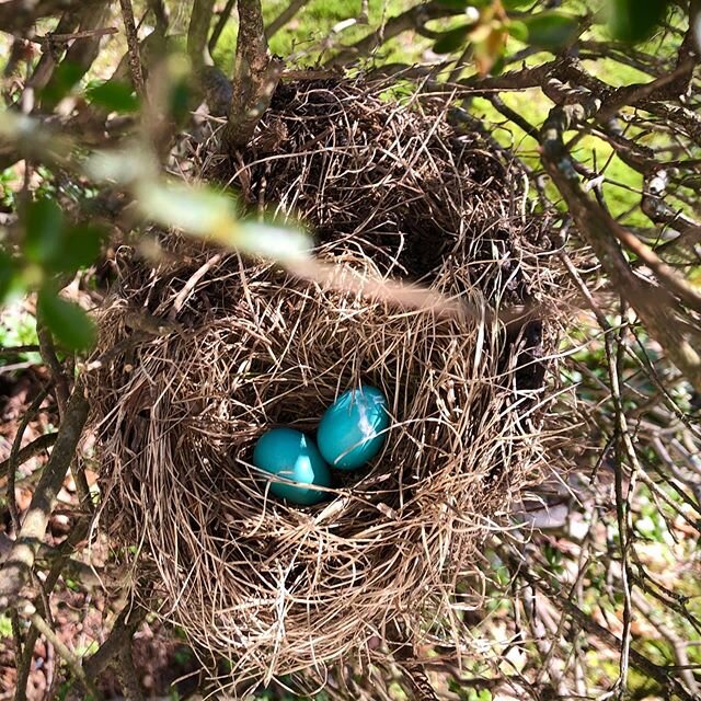 The birds continue to feather their nests. We are here to help you do the same 😘💗🙏🏻 Beauty. Nature. Hope. .
.
.
#thedrawingroom #spring #faith #featheryournest #coscob #larockstudios #ct #exteriordesign #interiordesign #beauty #life #love #nature