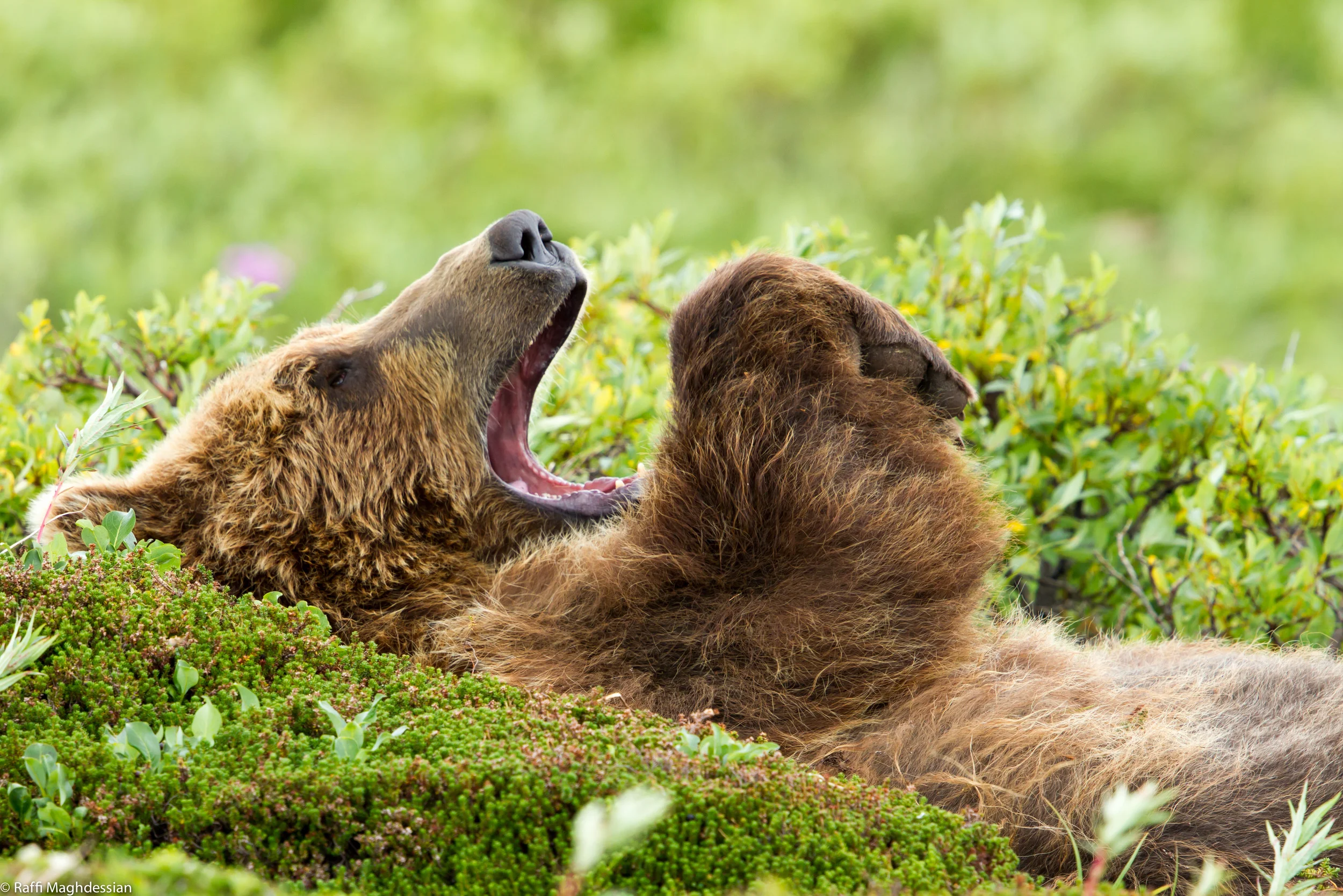 Alaska 2013-38.jpg