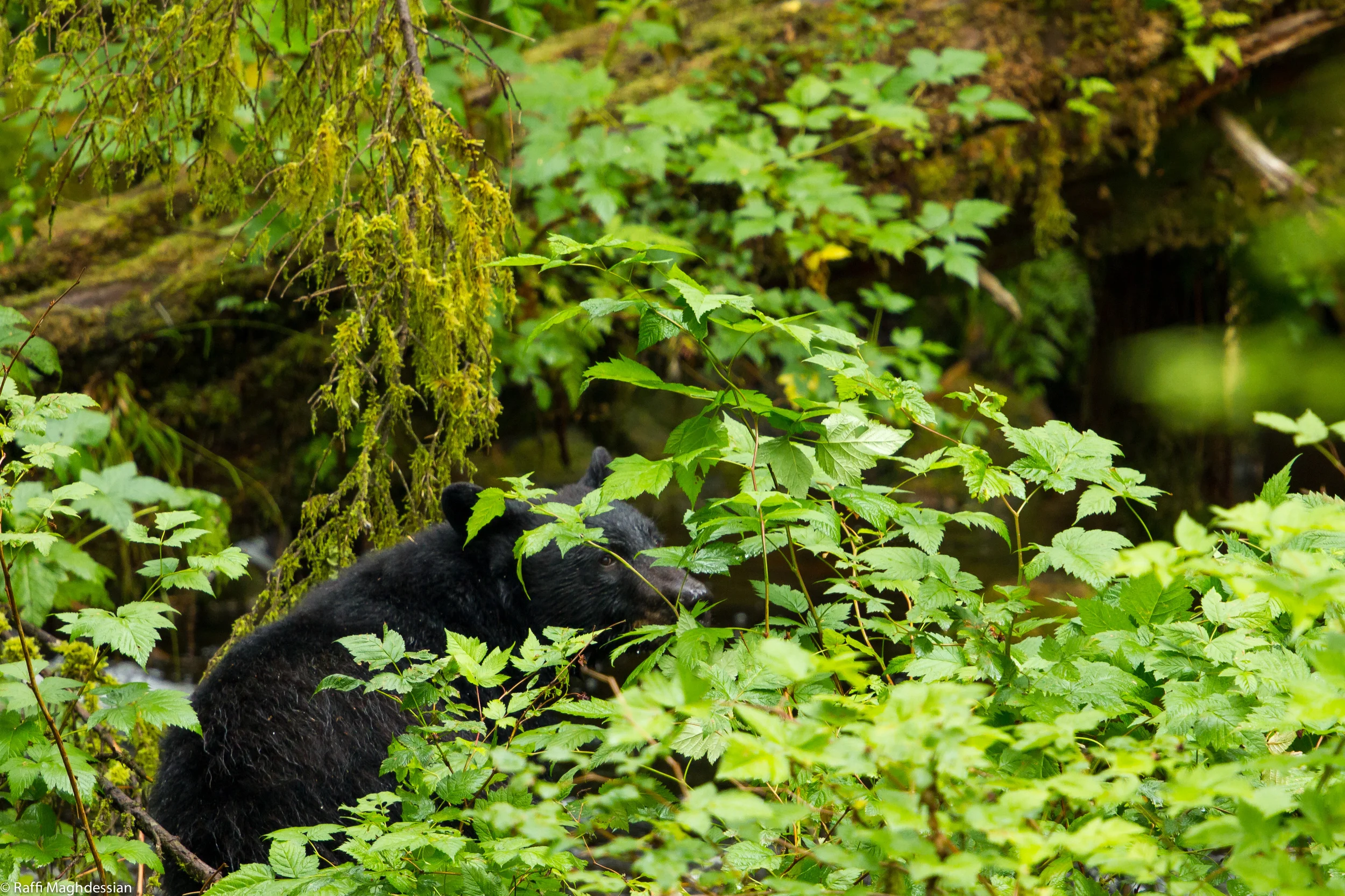 Alaska 2013-67.jpg