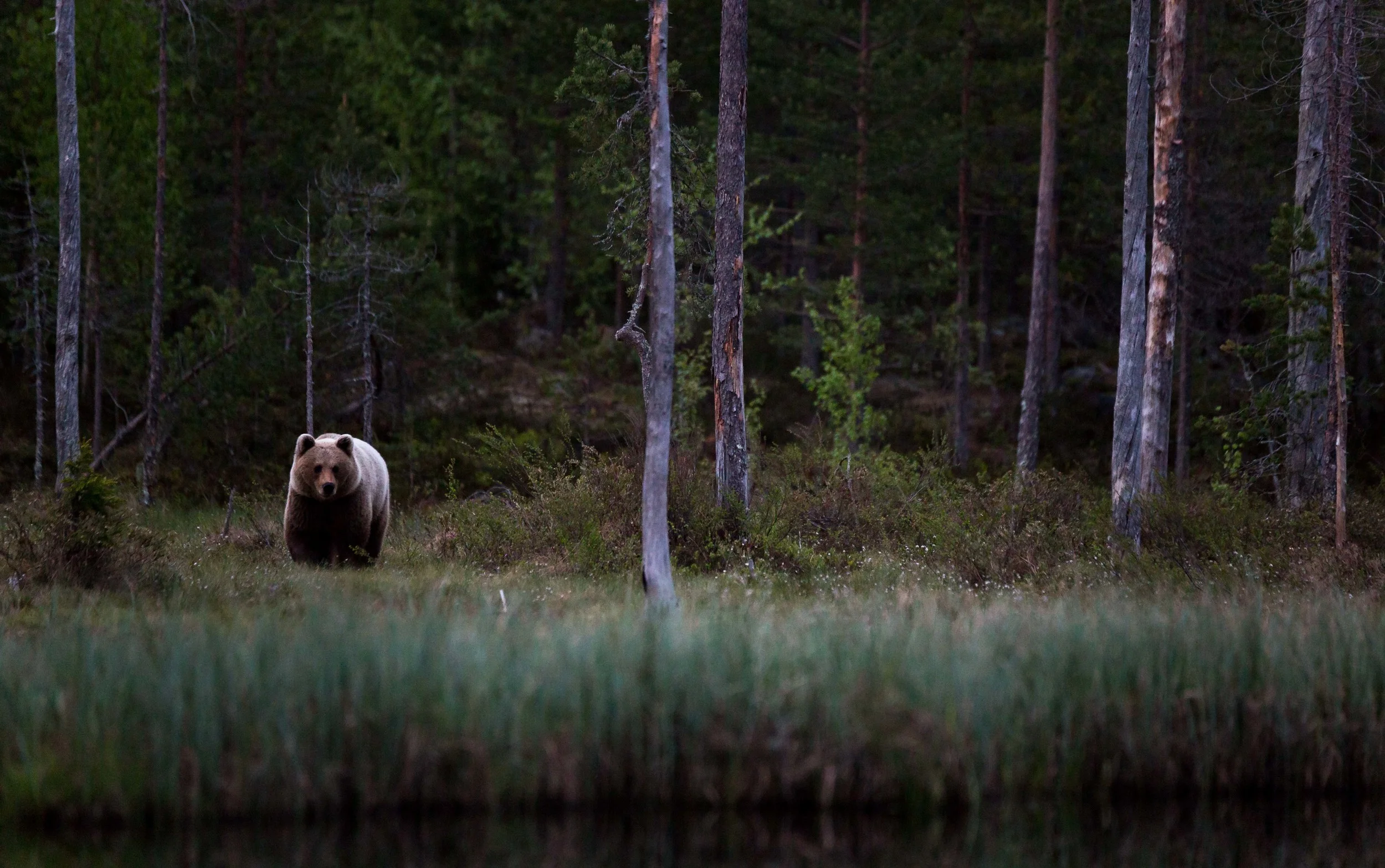 Finland-6.jpg