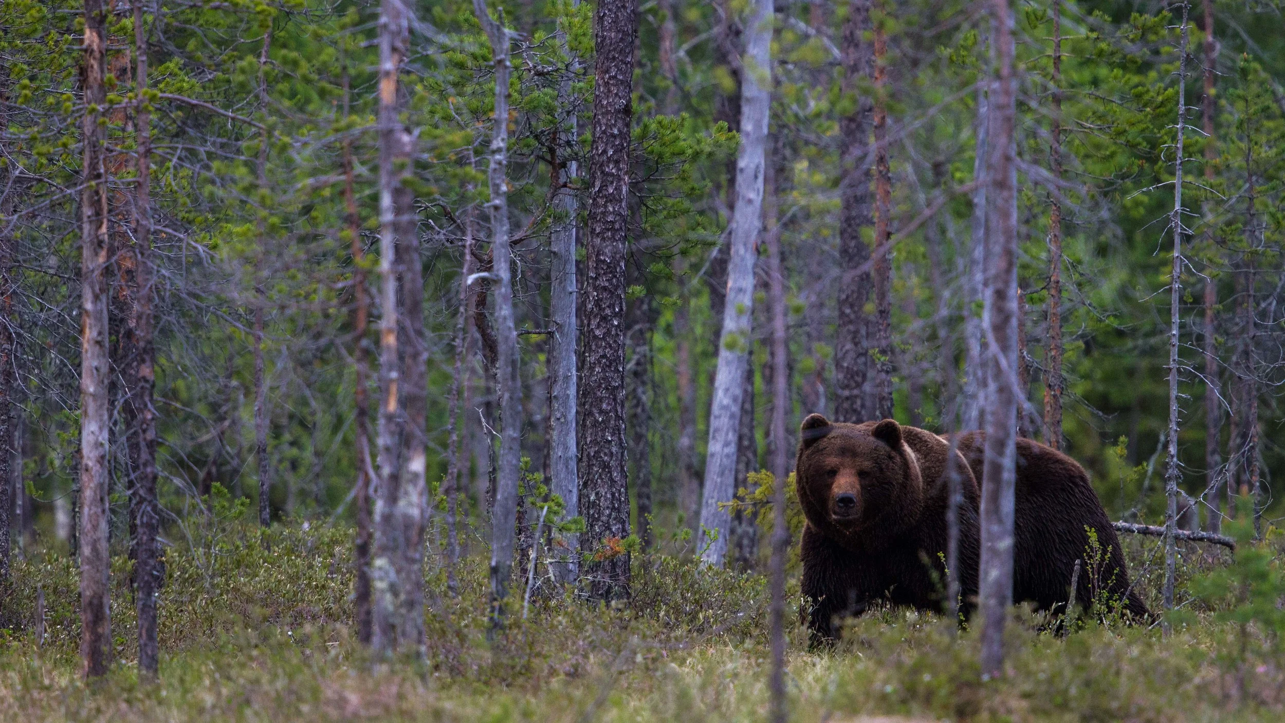 Finland-9.jpg
