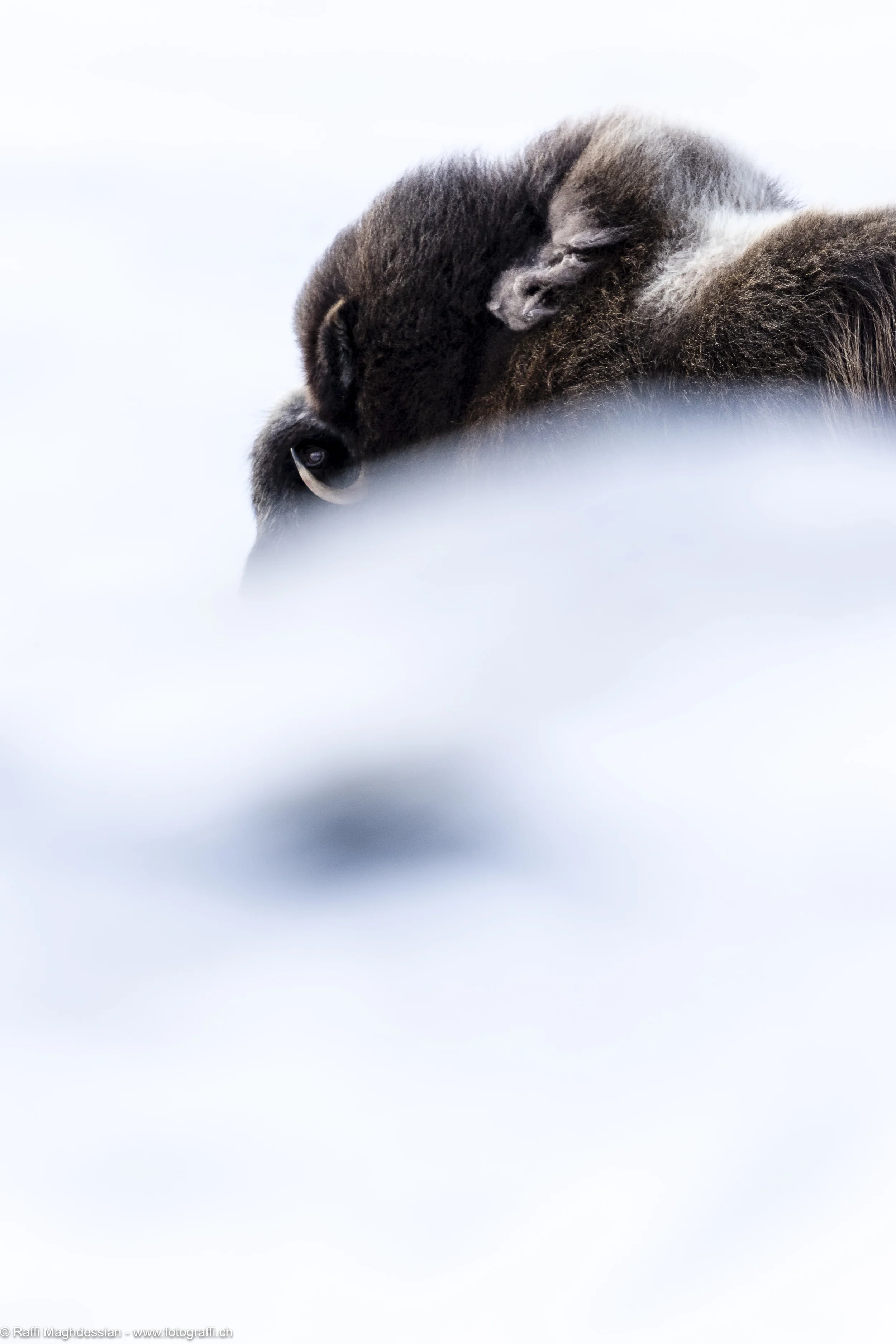 Dovrefjell 2016-6.jpg