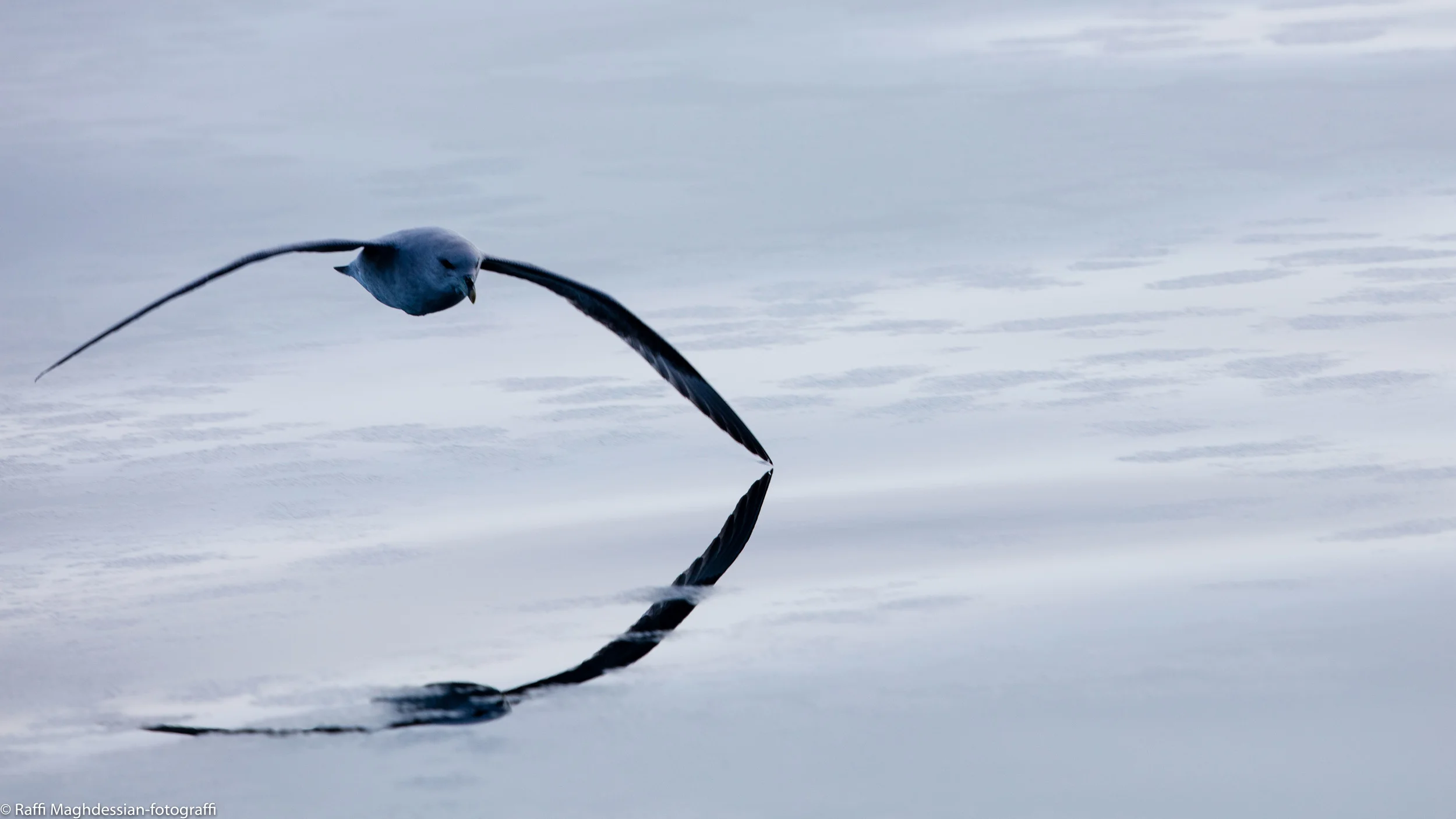 Svalbard 2016-26.jpg