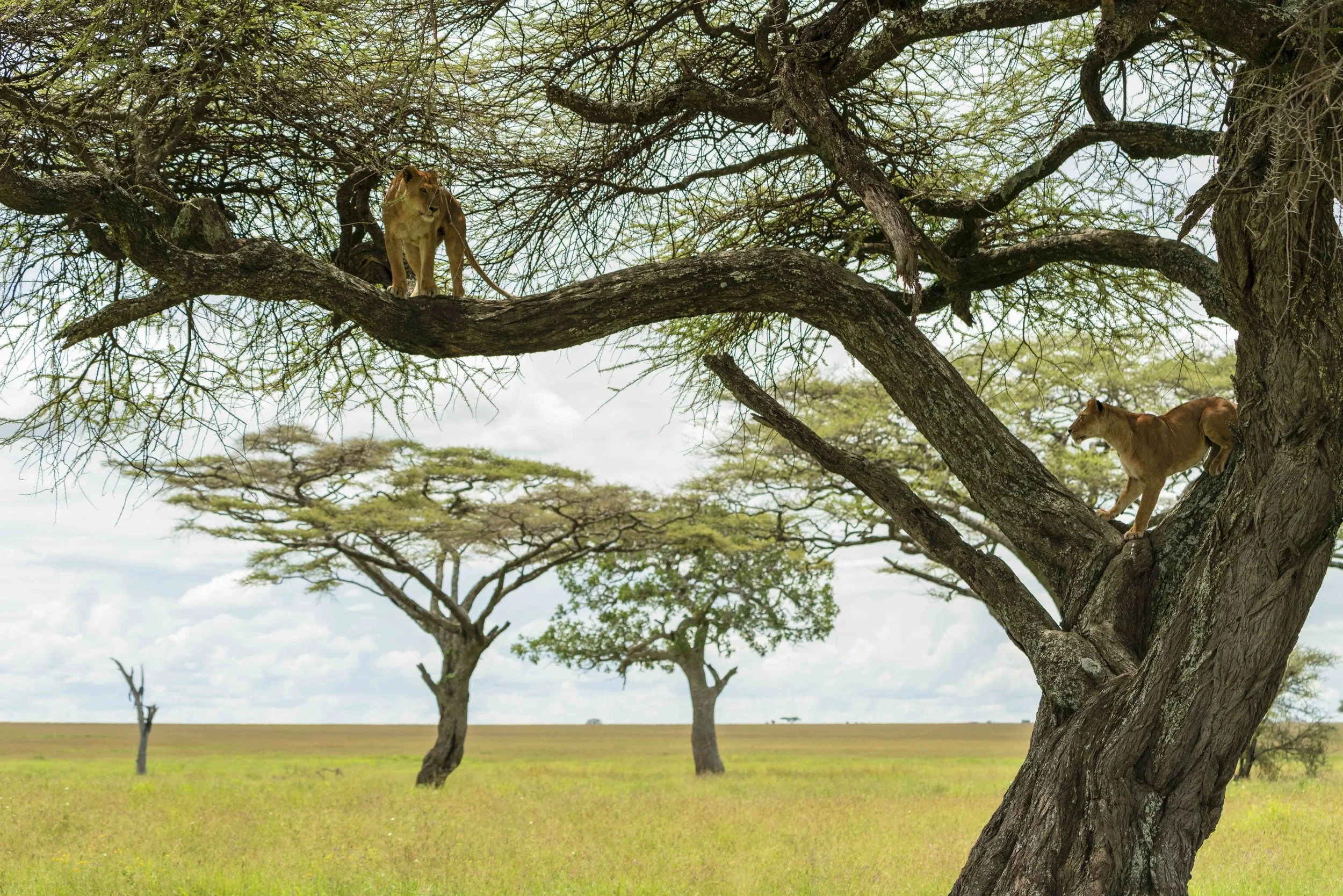 Serengeti (62 sur 65).jpg