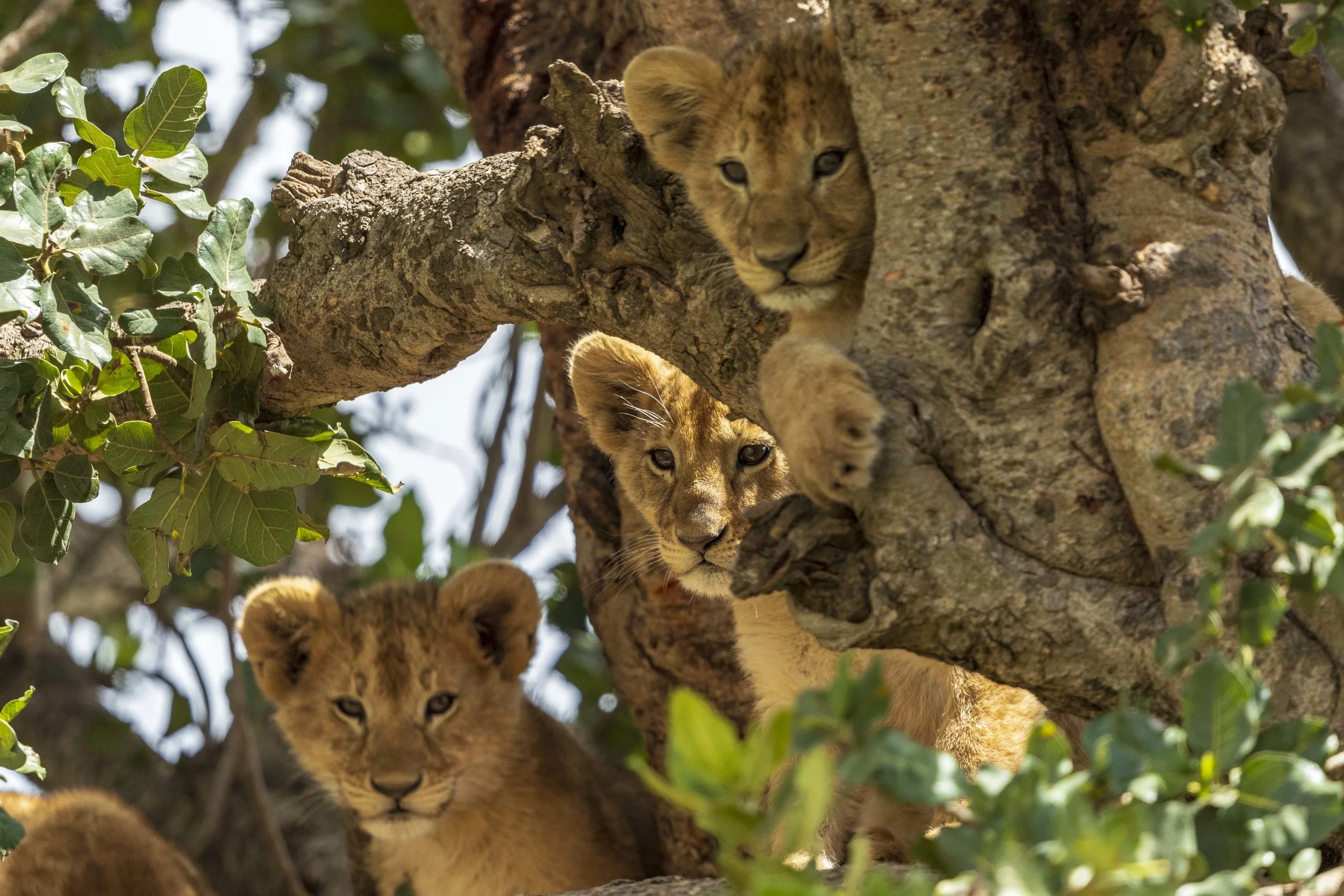 Serengeti (25 sur 65).jpg