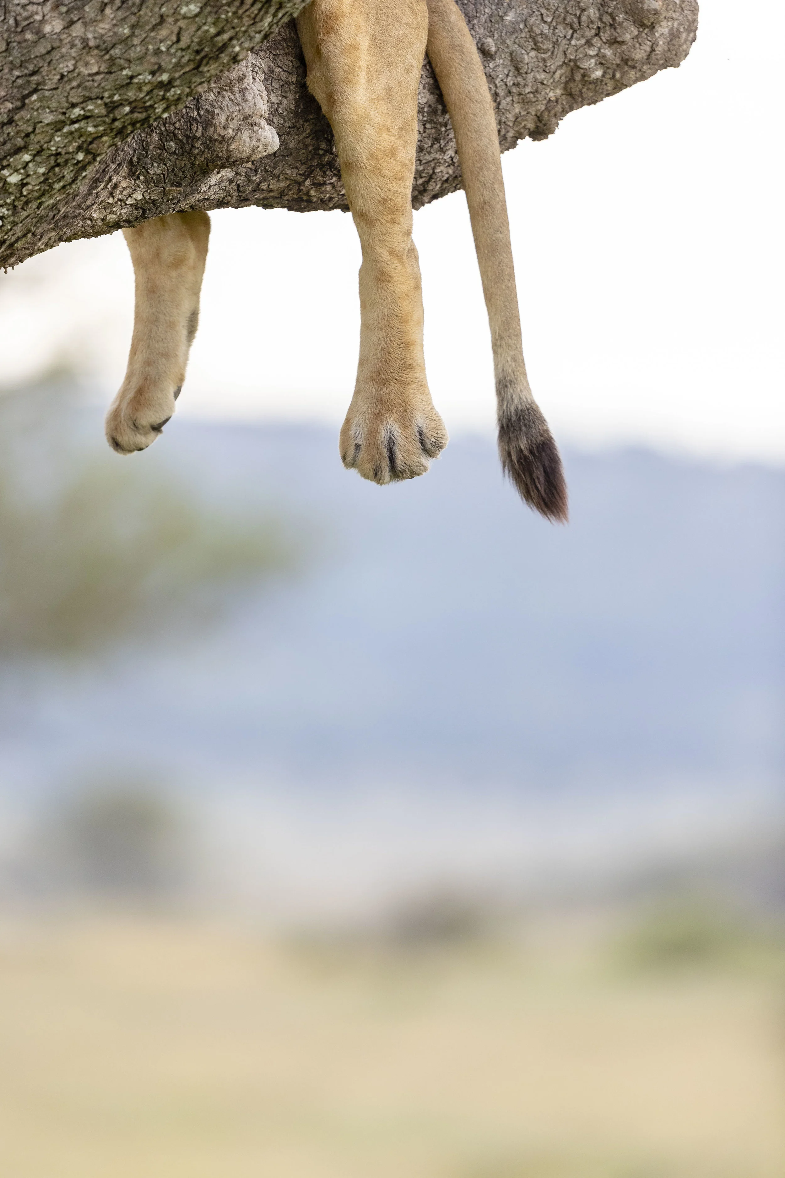 Africa Serengeti (1 sur 1)-3.jpg