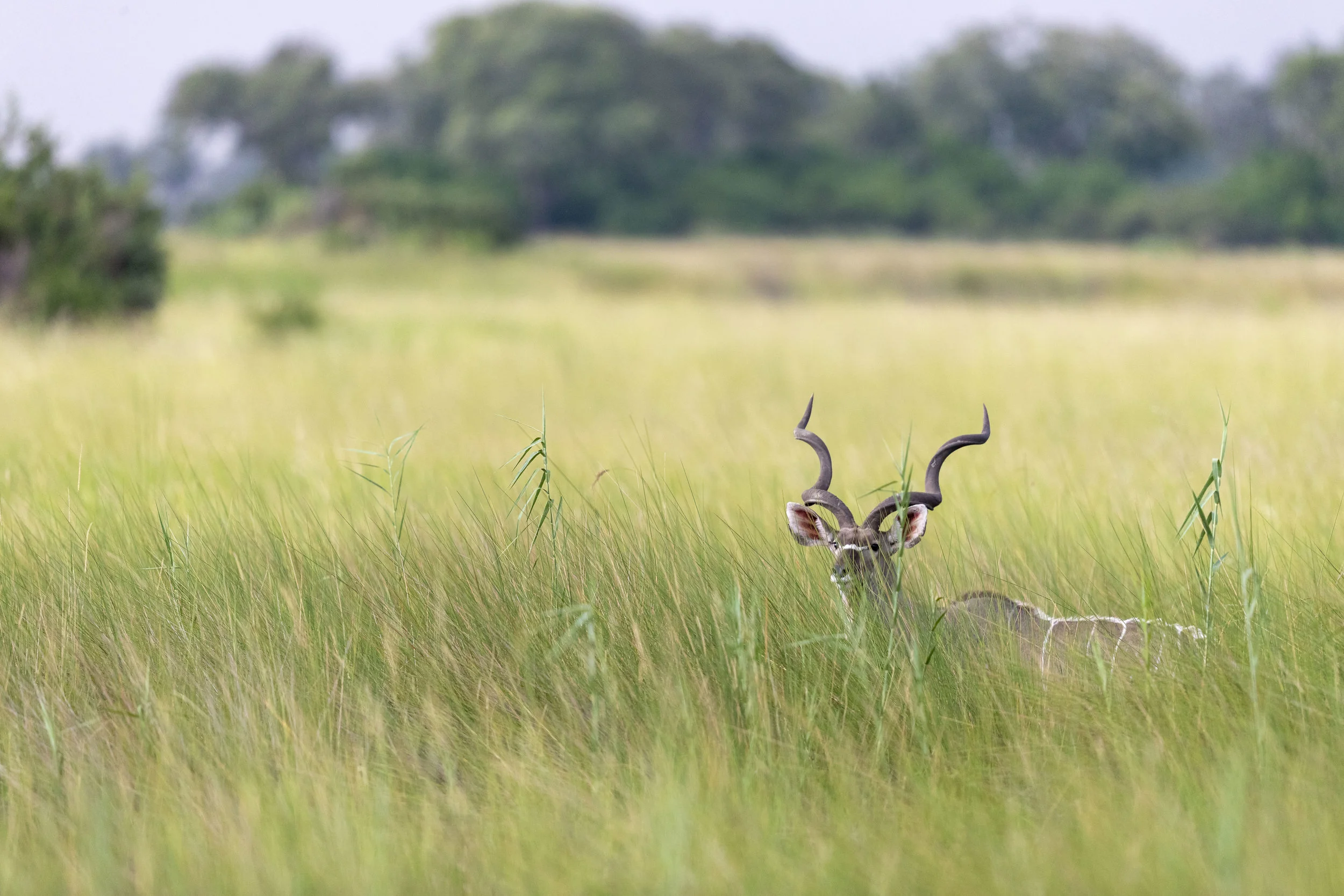 Botswana -1-12.jpg